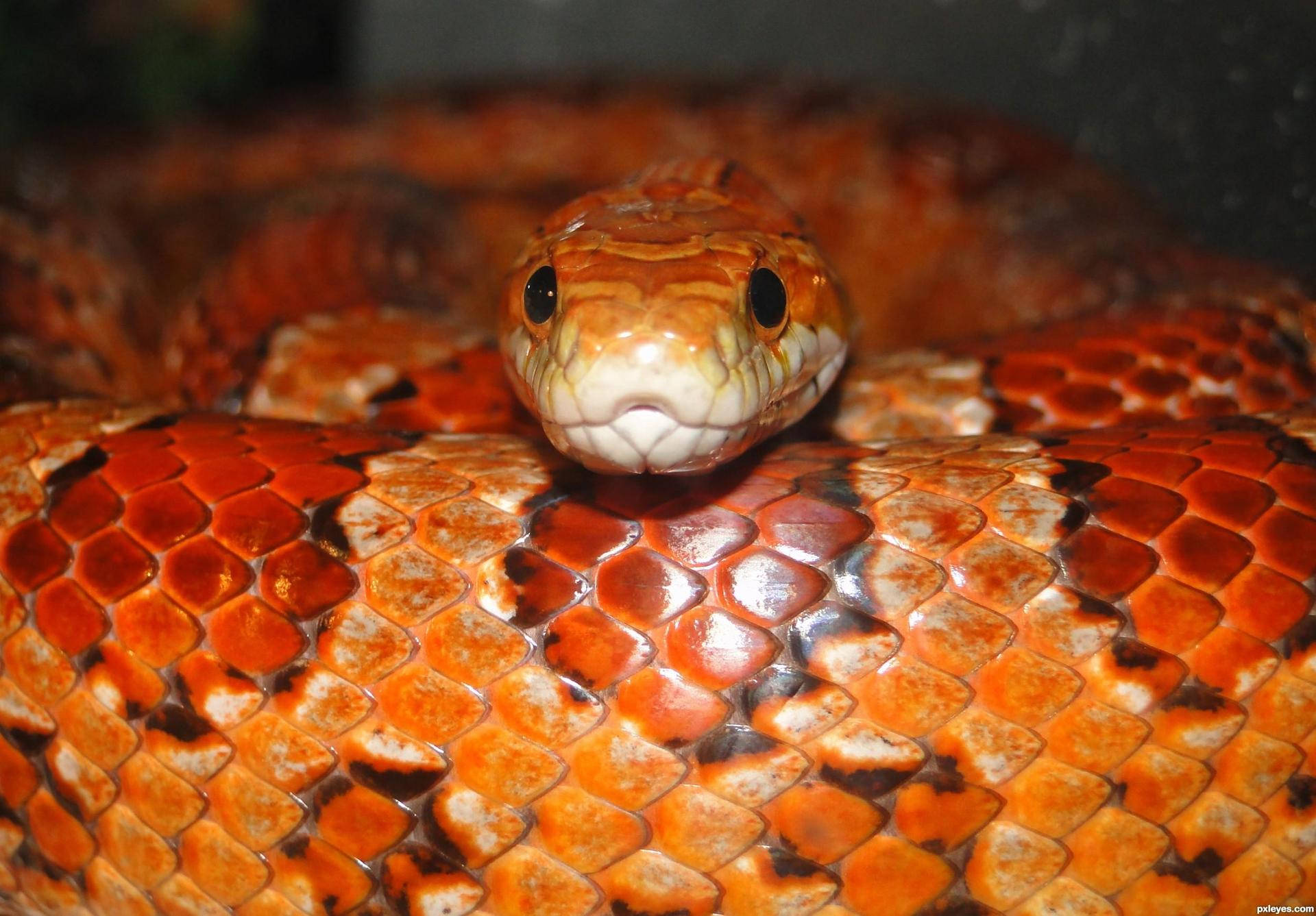 Corn Snake, vibrant orange, detailed scales, Full HD Desktop Wallpaper