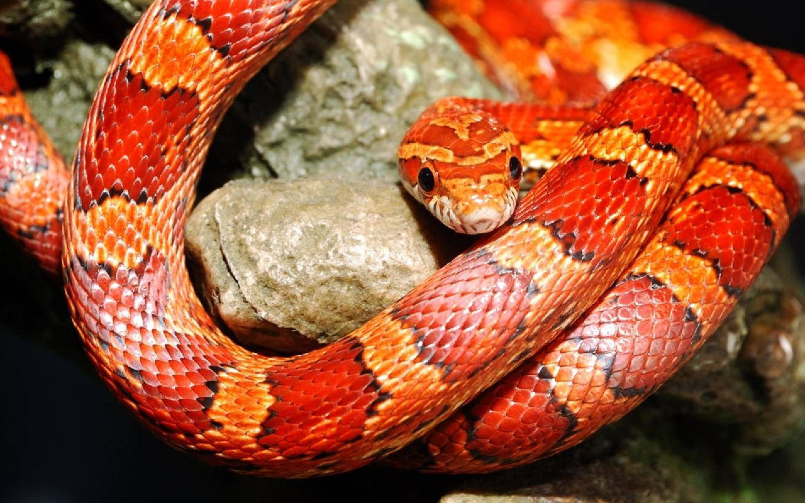 Corn Snake, rock, red, 2K Desktop Wallpaper