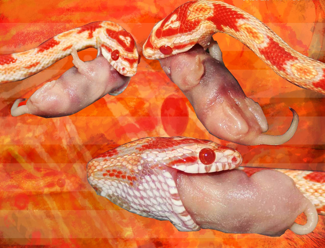Corn Snake, red and white patterns, eating mice, HD Desktop Wallpaper