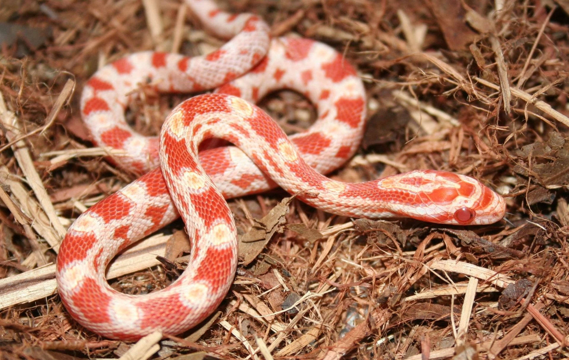 juvenile albino corn snake, red and white, dry brown mulch, Full HD Desktop Wallpaper
