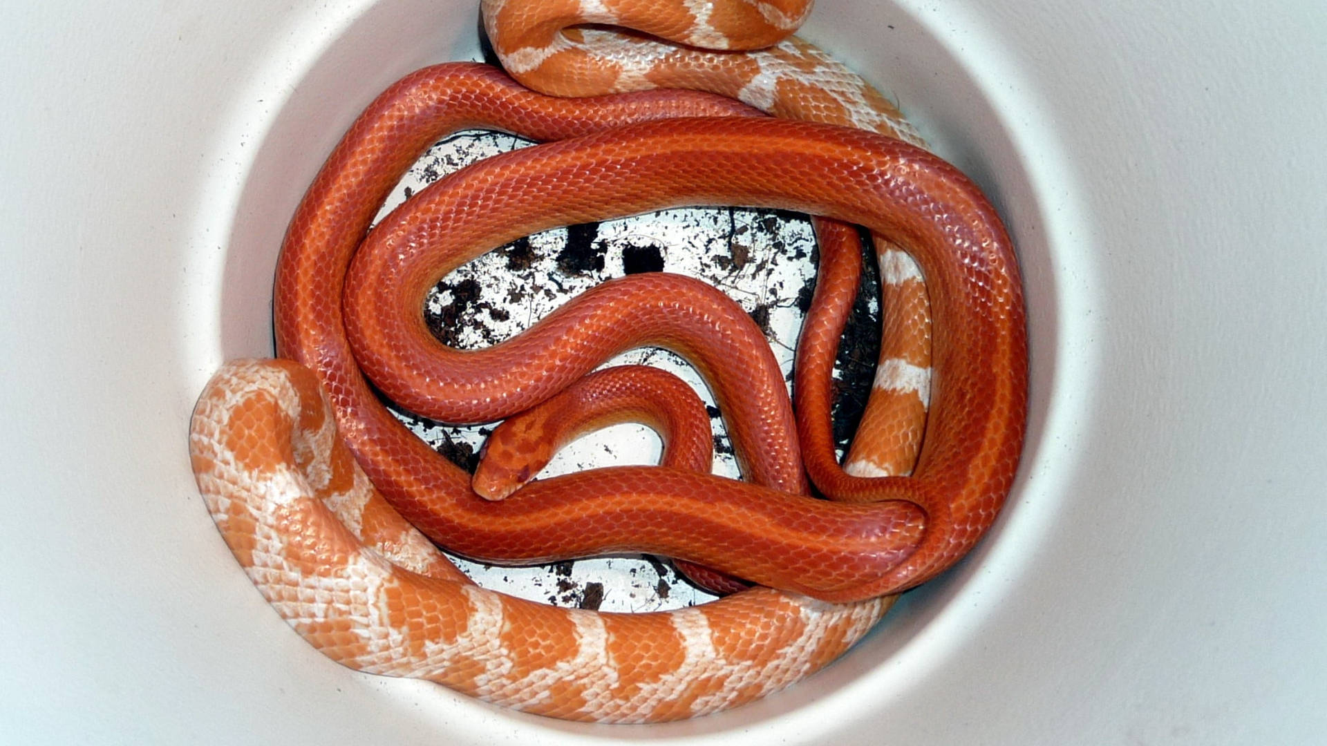 corn snake, white ceramic bowl, speckled surface, Full HD Desktop Wallpaper