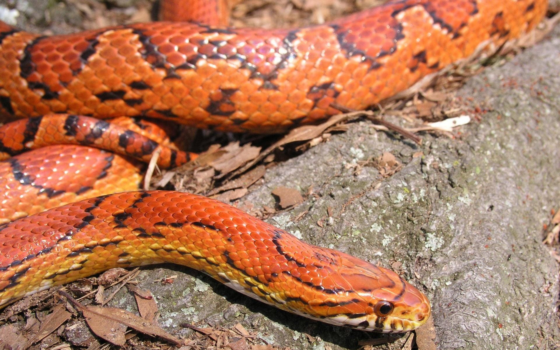 Corn Snake, orange, black markings, Full HD Desktop Wallpaper