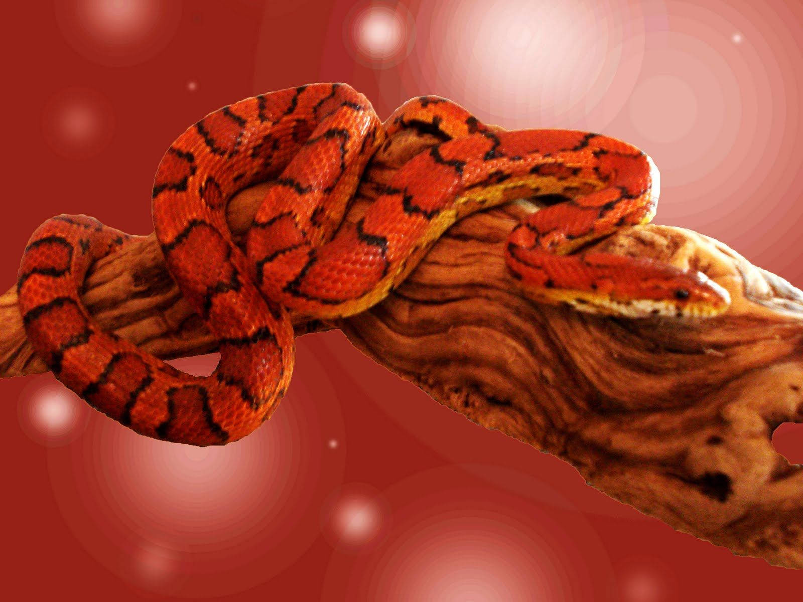 Corn Snake, orange, black patterns, HD Desktop Wallpaper