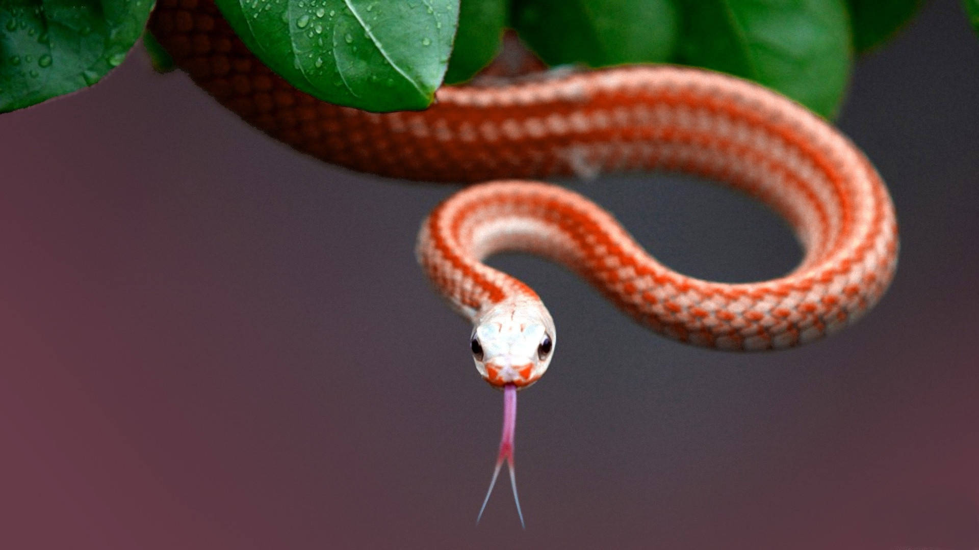 Corn Snake, orange, white stripes, Full HD Desktop Wallpaper