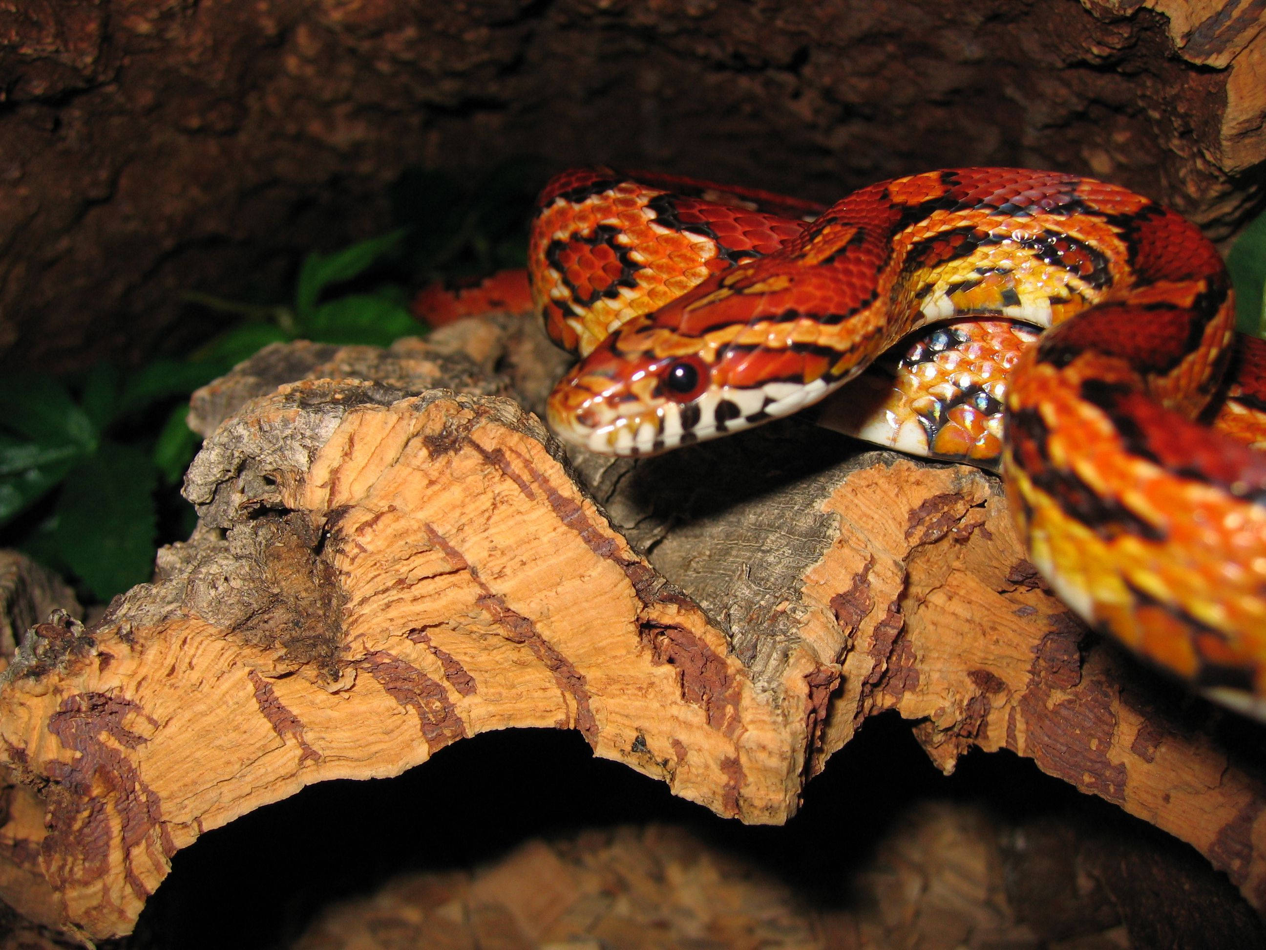 juvenile corn snake, orange red and black patterns, textured piece of bark, 2K Desktop Wallpaper