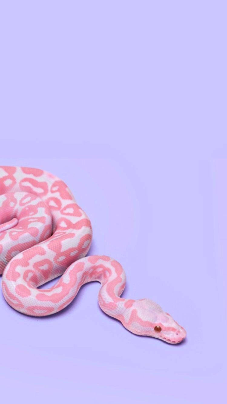 albino corn snake, purple background, pink and white patterned, HD Phone Wallpaper