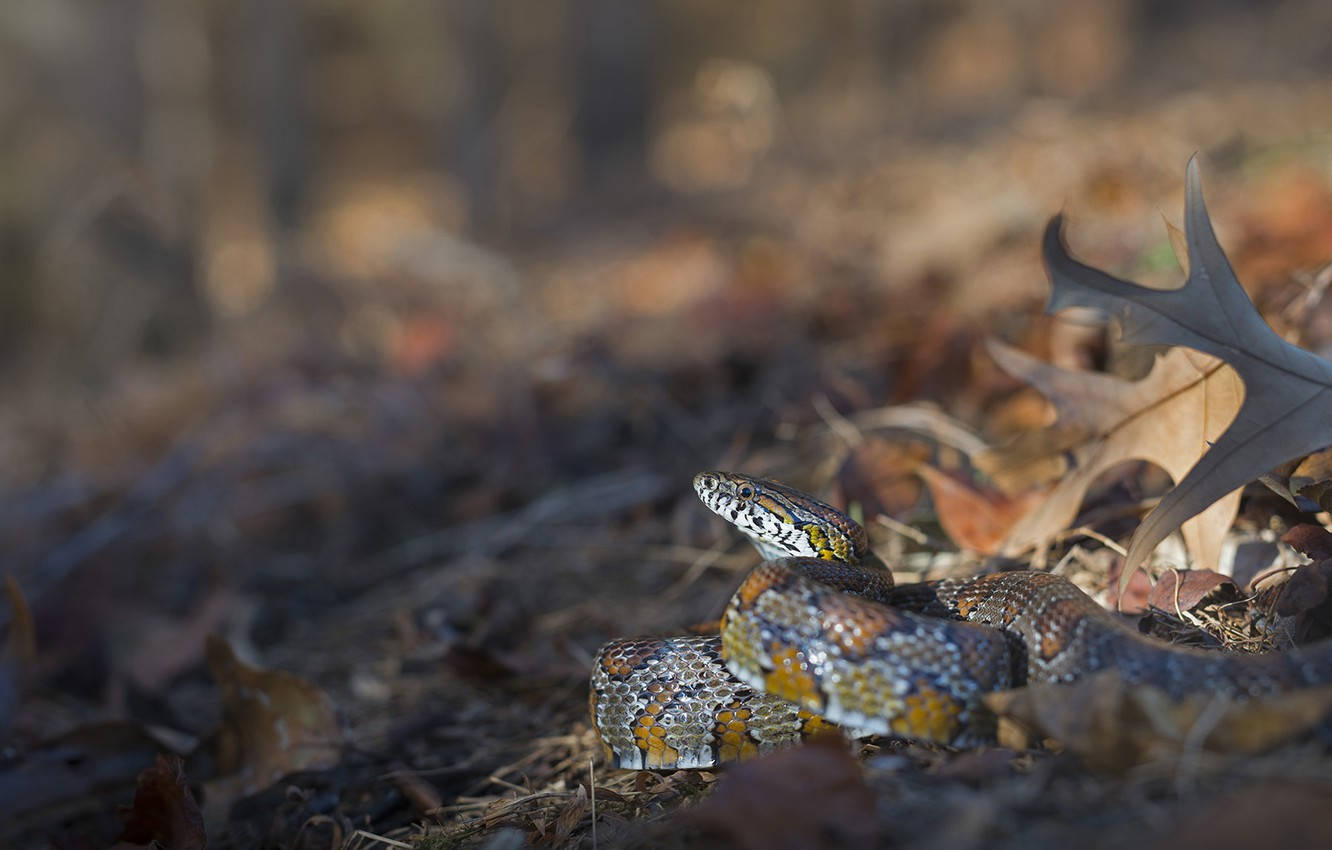Corn Snake, autumn leaves, sunlit forest floor, HD Desktop Wallpaper