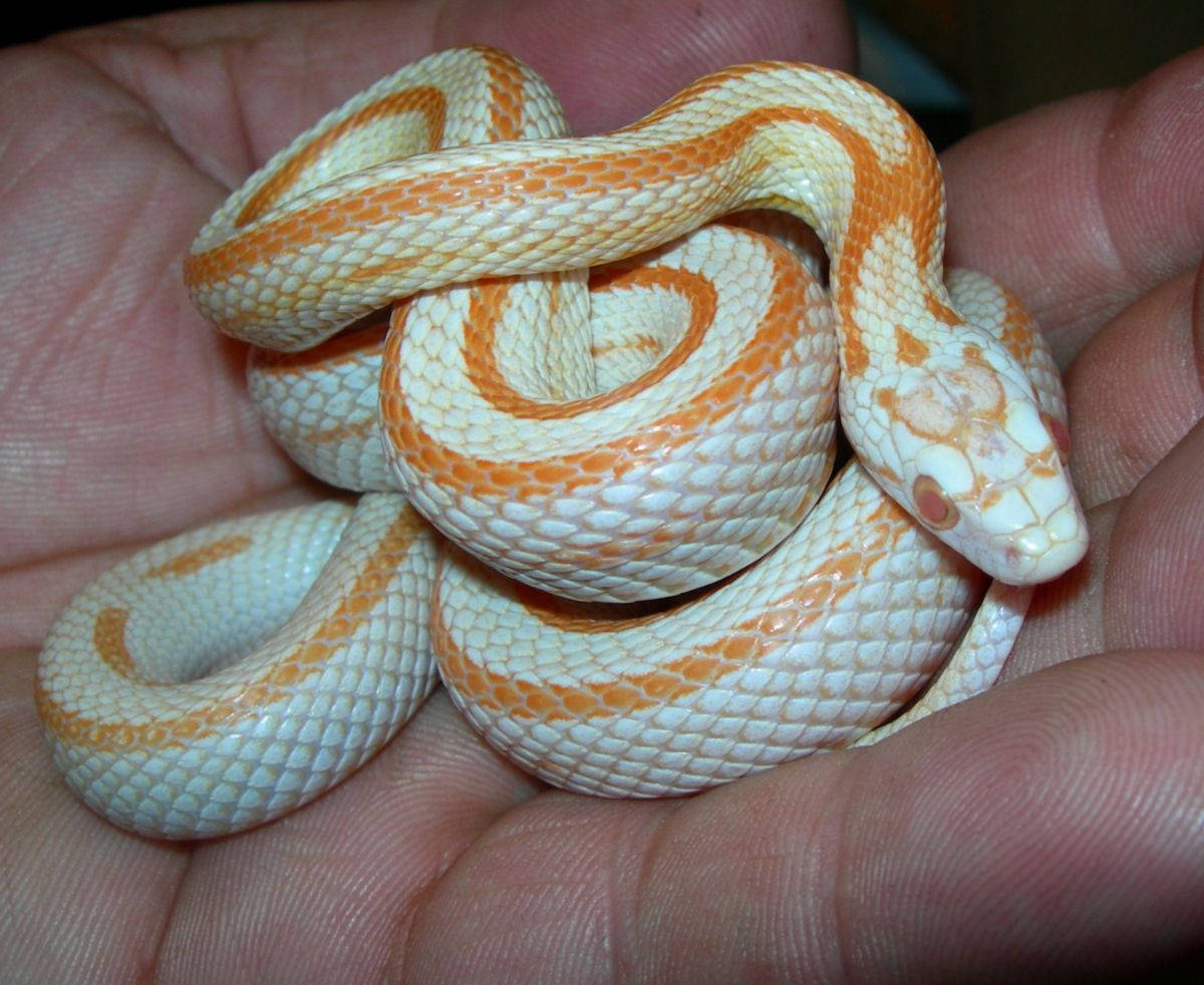 Corn Snake, person's palm, white and orange, SD Desktop Wallpaper