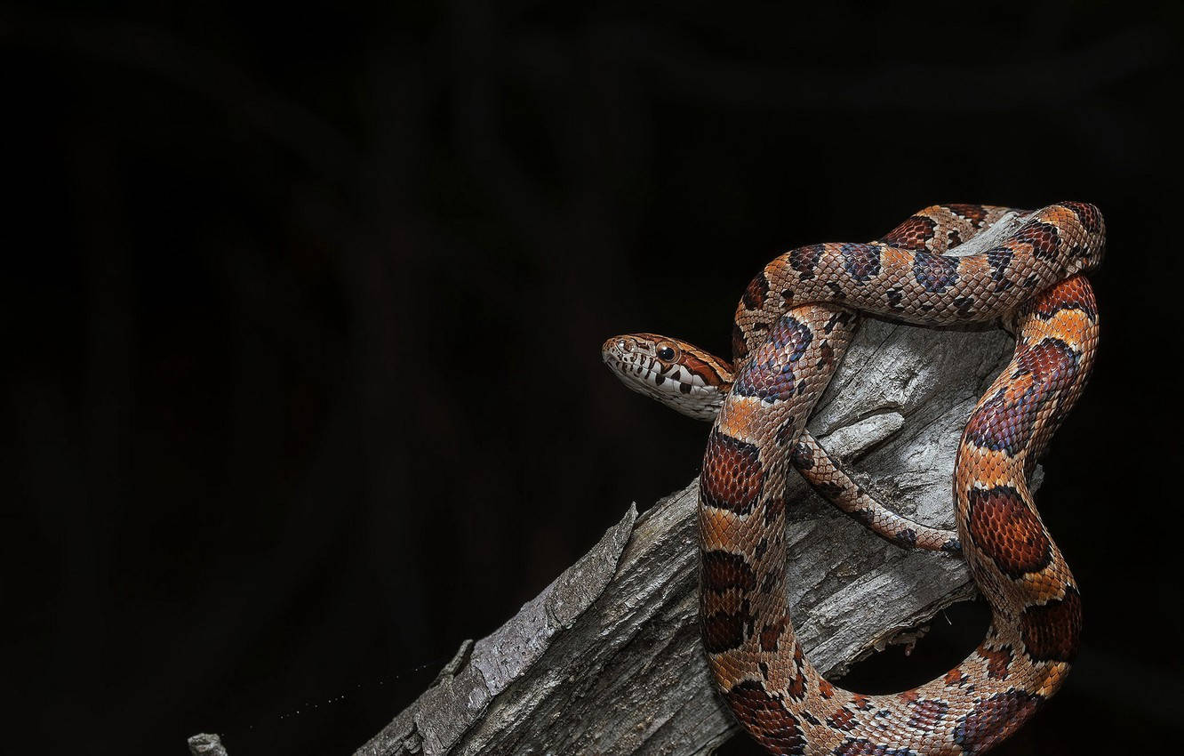 Corn Snake, drift wood, weathered log, HD Desktop Wallpaper