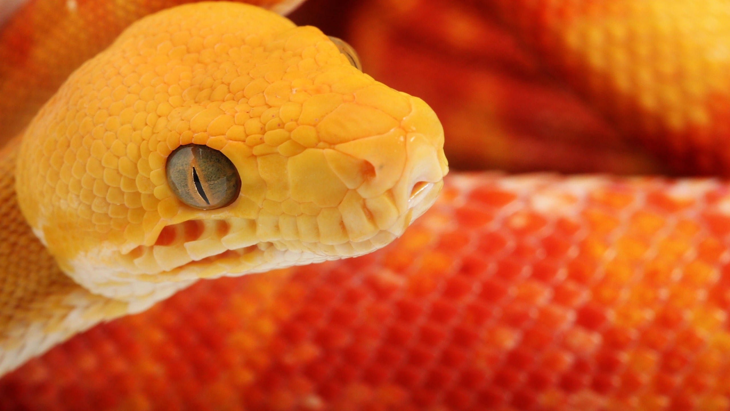 bright orange corn snake, vibrant orange, yellow, 2K Desktop Wallpaper
