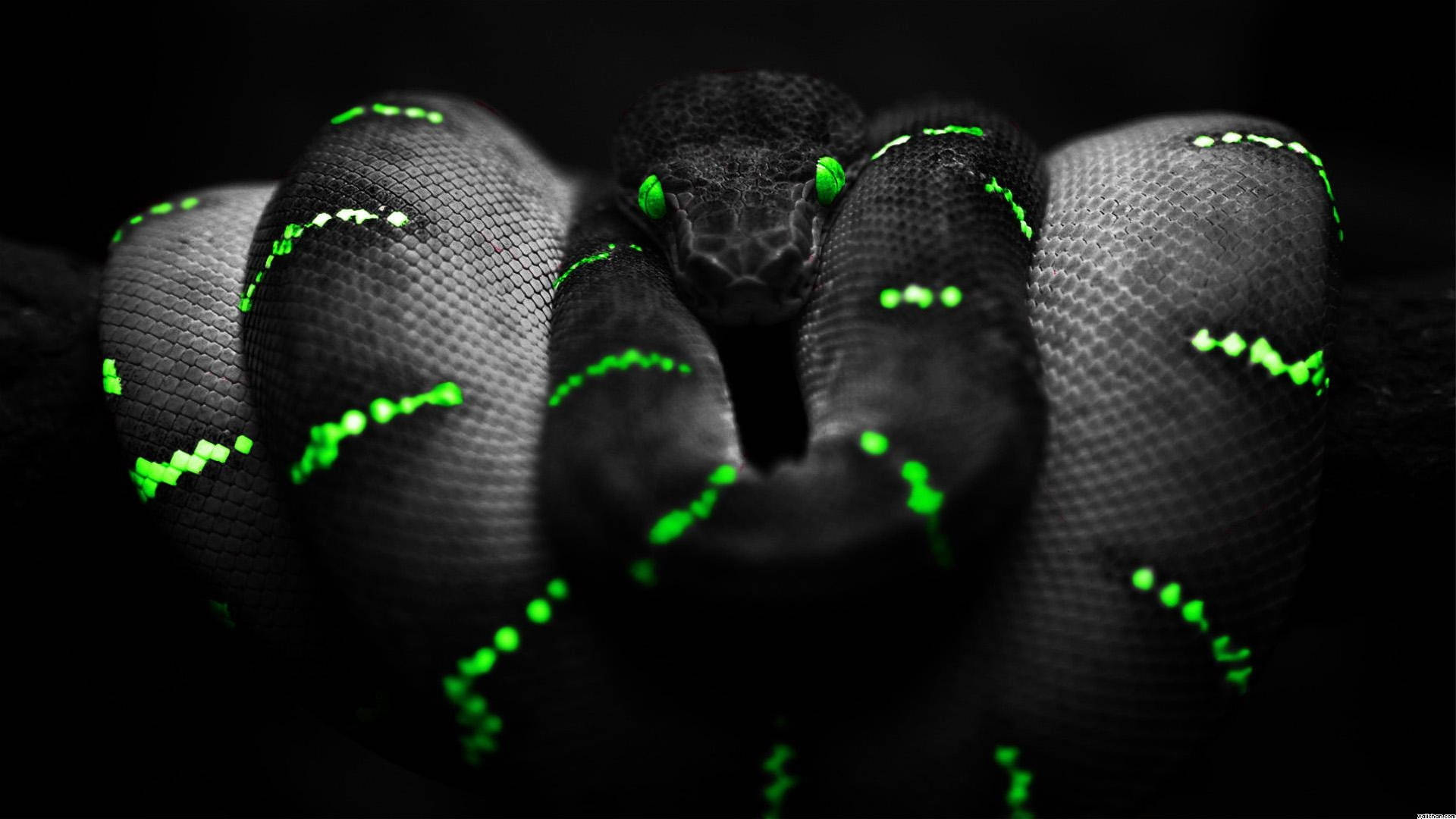 1920x1080, 4K, glowing black and green snake, Full HD Desktop Wallpaper