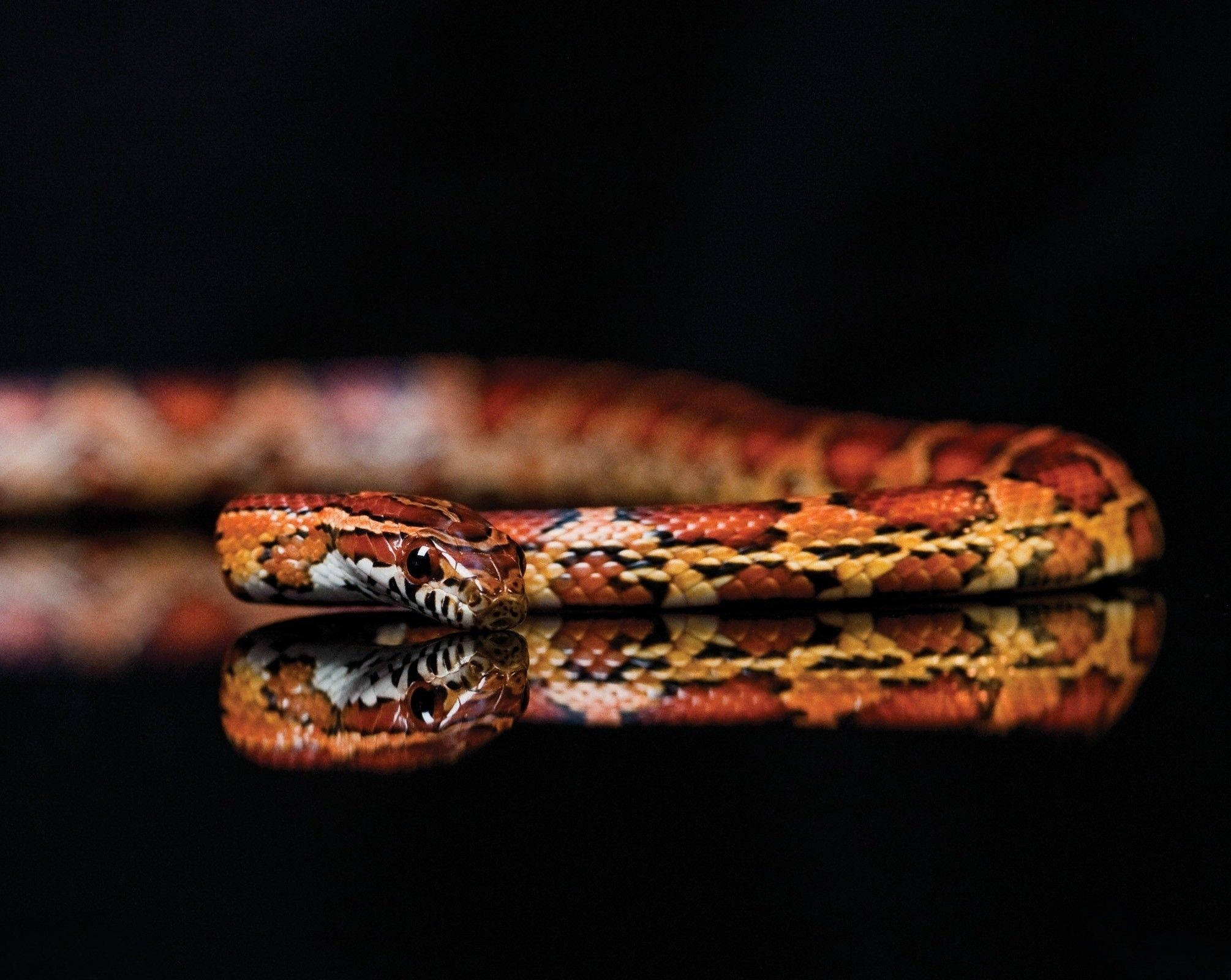 corn snake, glossy black surface, vivid orange, Full HD Desktop Wallpaper
