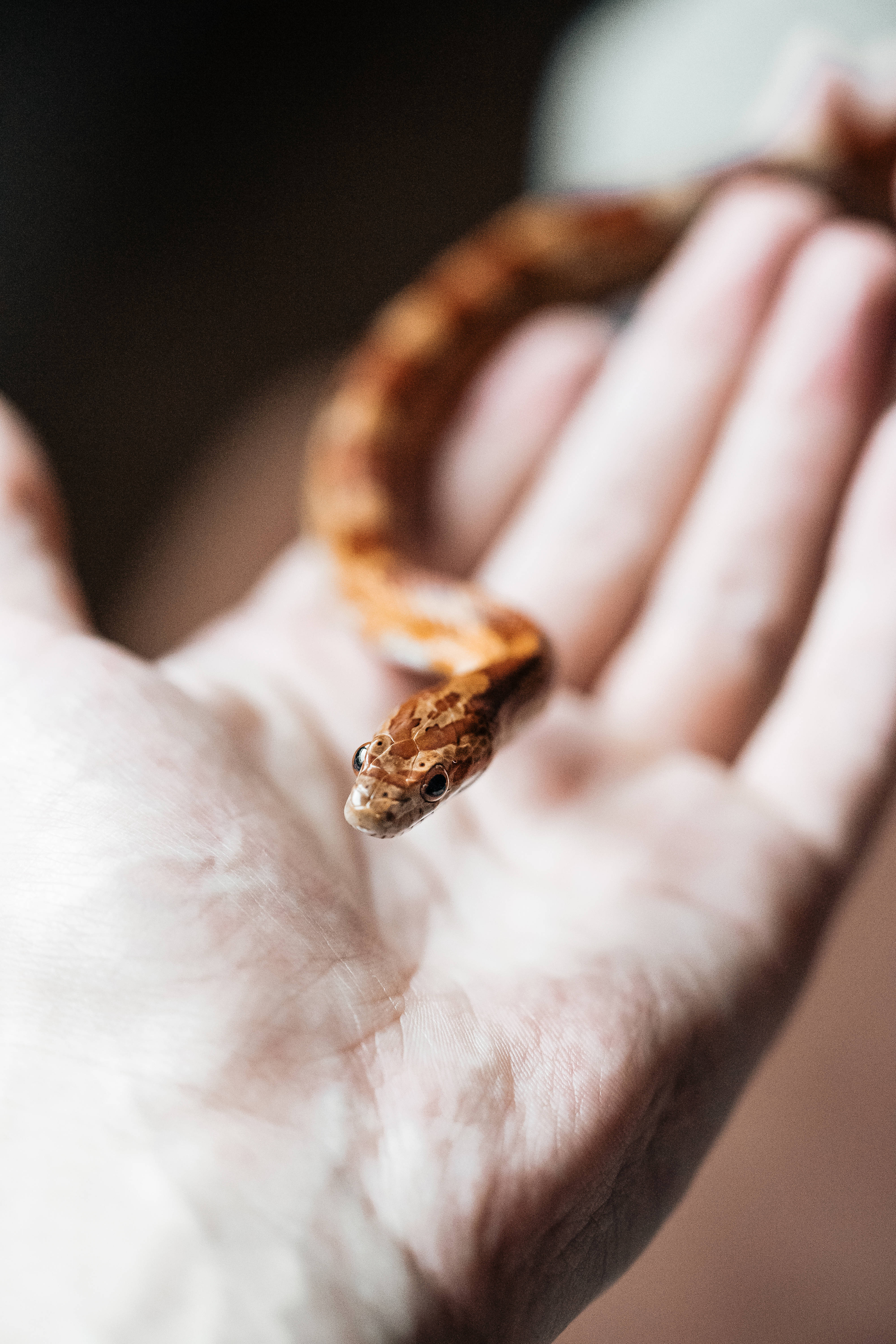 corn snake, brown patterned snake, human hand, 5K Phone Wallpaper