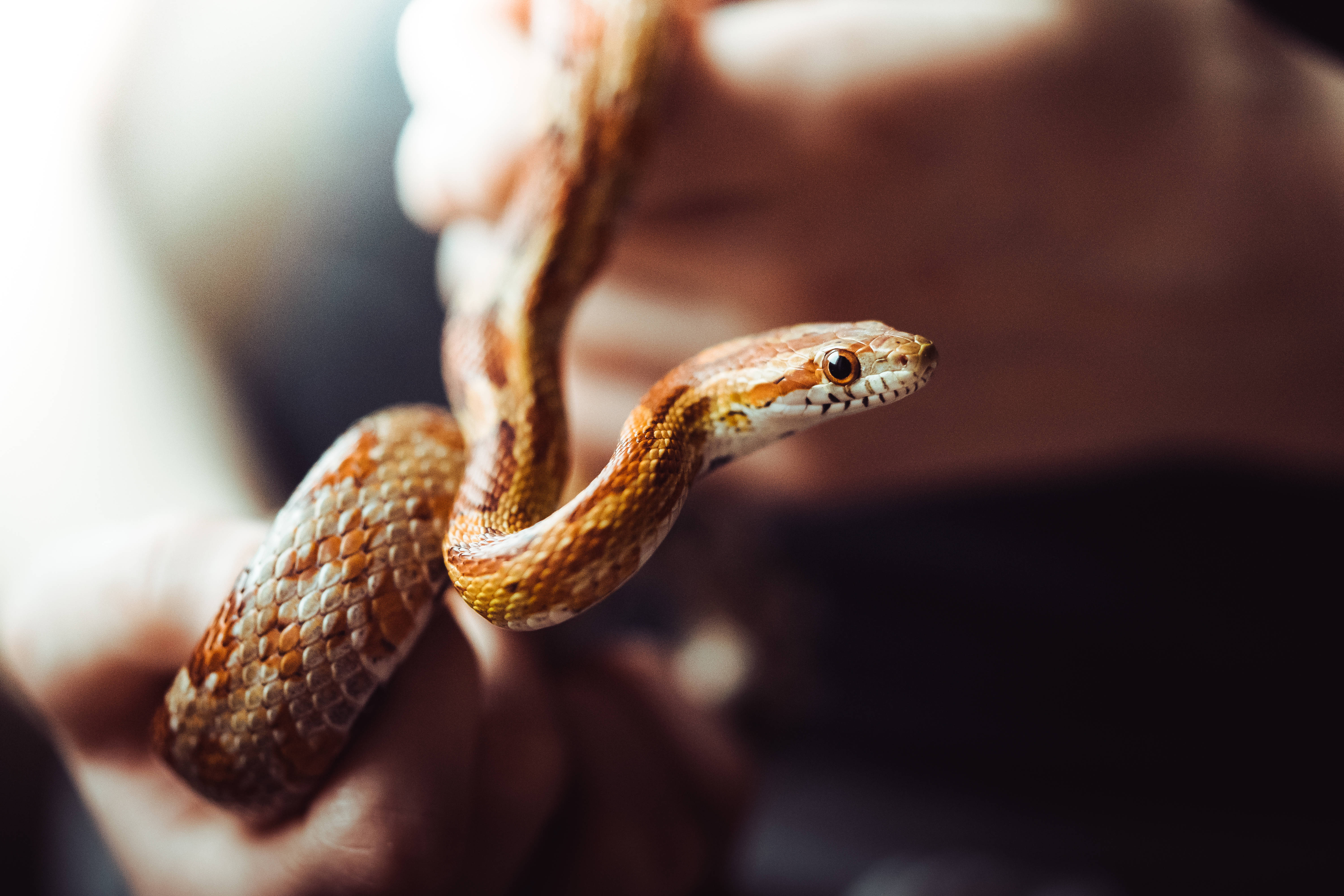 Corn Snake, brown, tan, 5K Desktop Wallpaper
