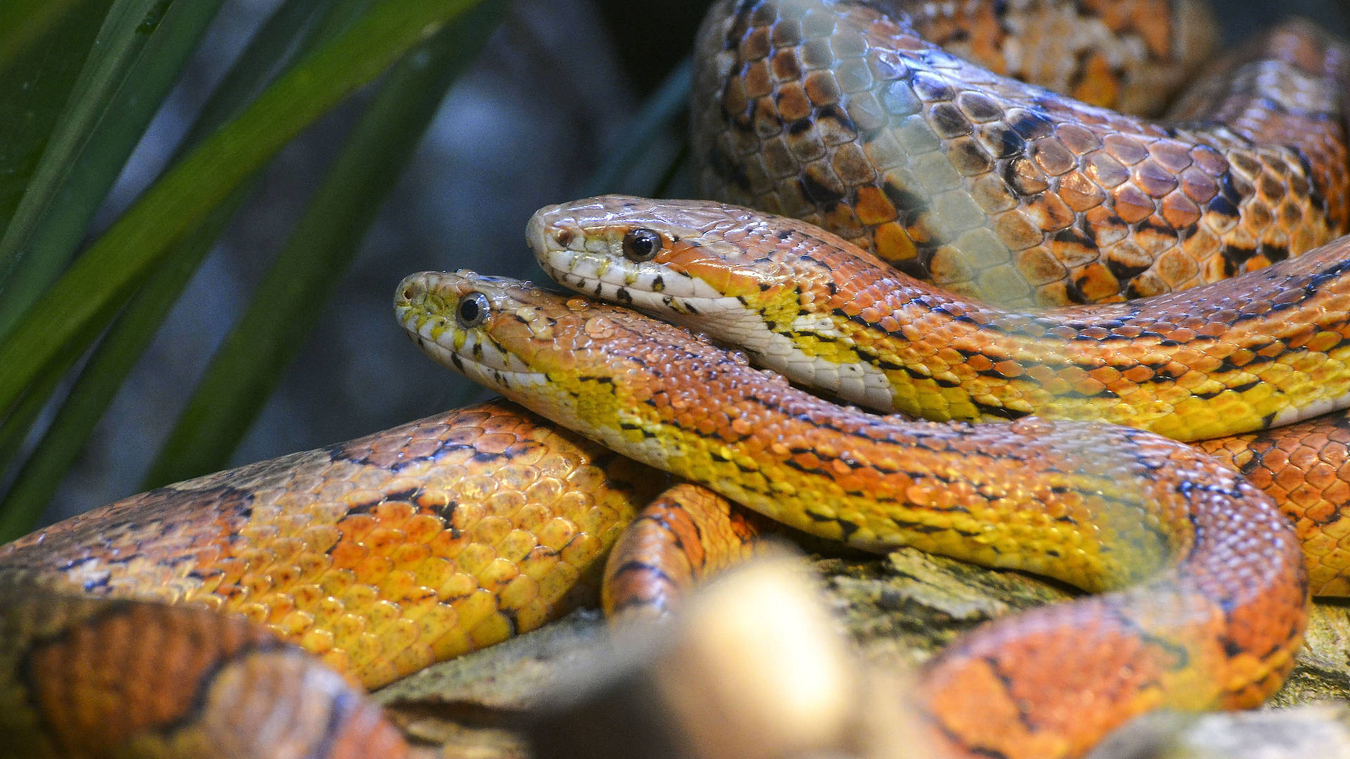 Corn Snake, orange, yellow, Full HD Desktop Wallpaper