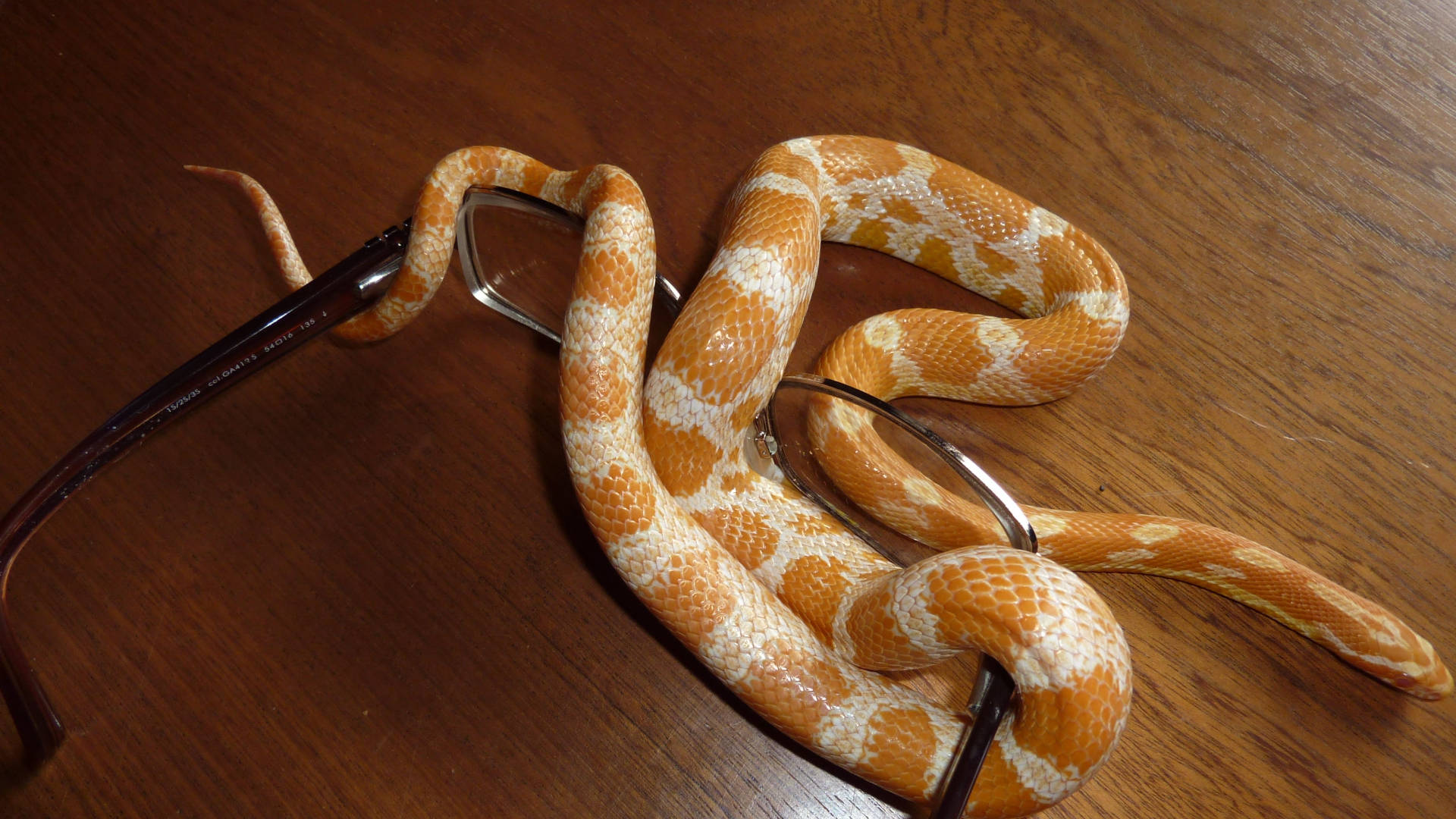 corn snake, reading glasses, vibrant orange, Full HD Desktop Wallpaper
