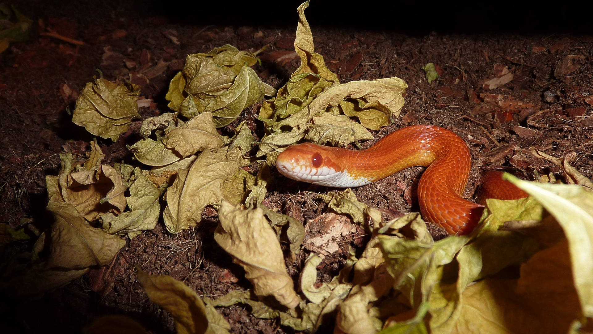 Corn Snake, cage, orange, Full HD Desktop Wallpaper
