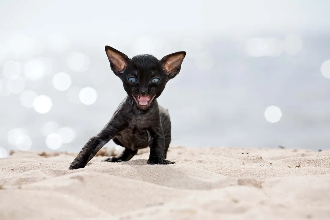 Cornish Rex