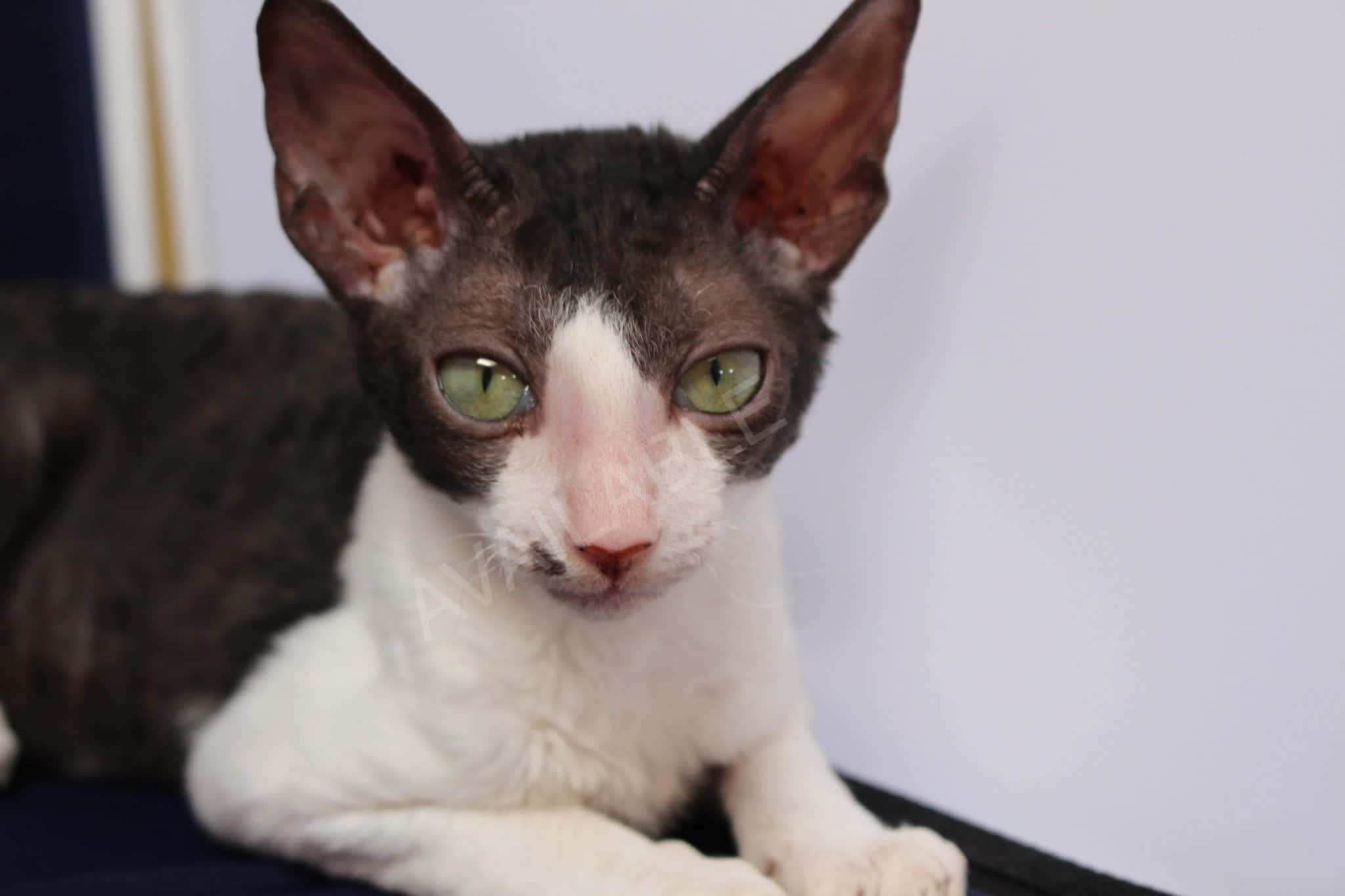 Cornish Rex, green eyes, white chest, Full HD Desktop Wallpaper