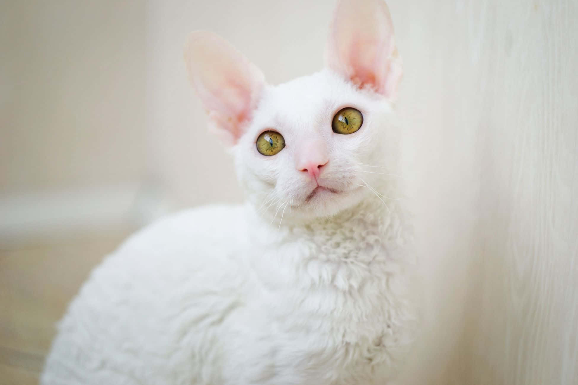 Cornish Rex, white curly-haired cat, large ears, Full HD Desktop Wallpaper
