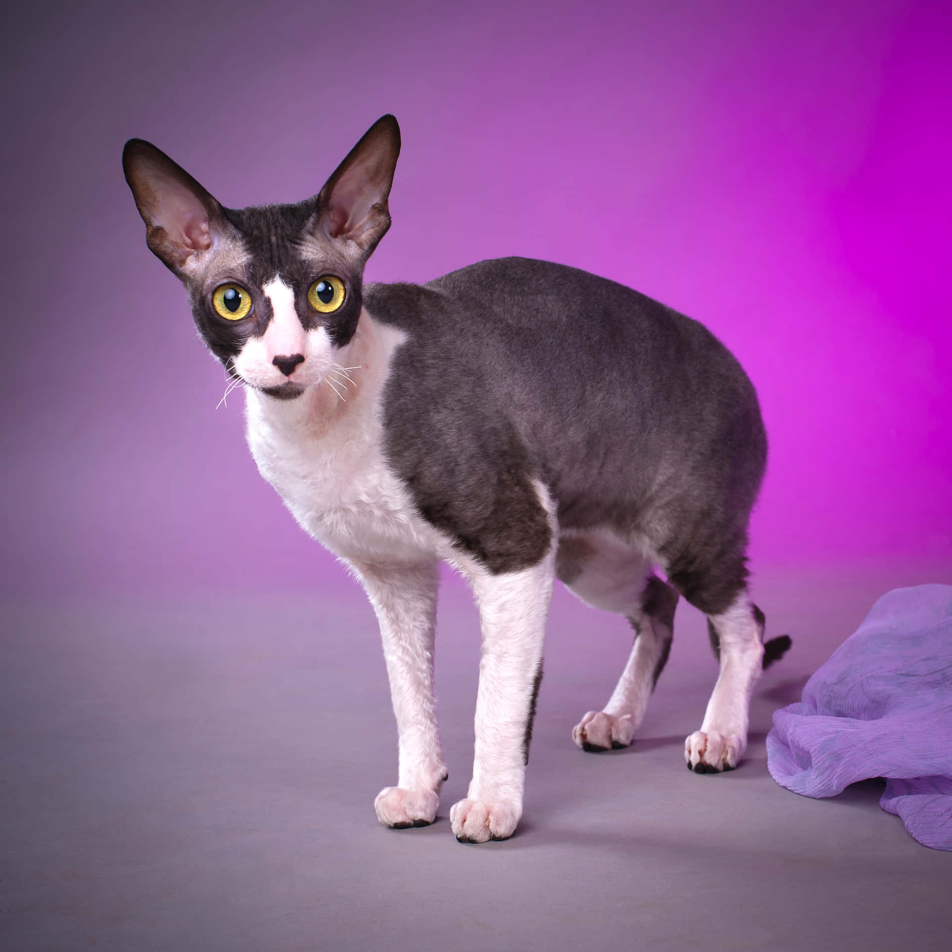 Cornish Rex, yellow eyes, vibrant purple gradient backdrop, Full HD Desktop Wallpaper