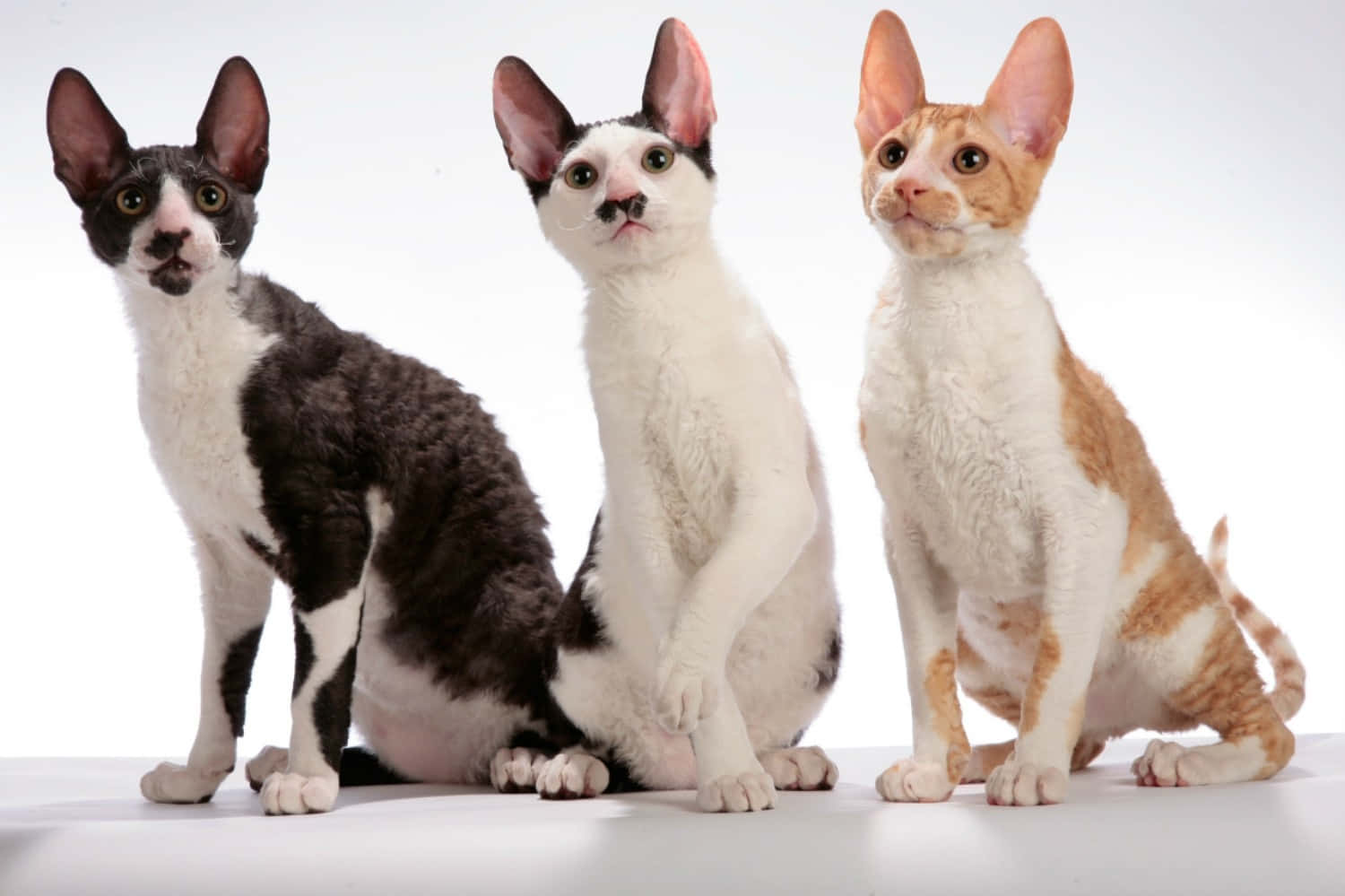 Cornish Rex, curly coats, large ears, HD Desktop Wallpaper