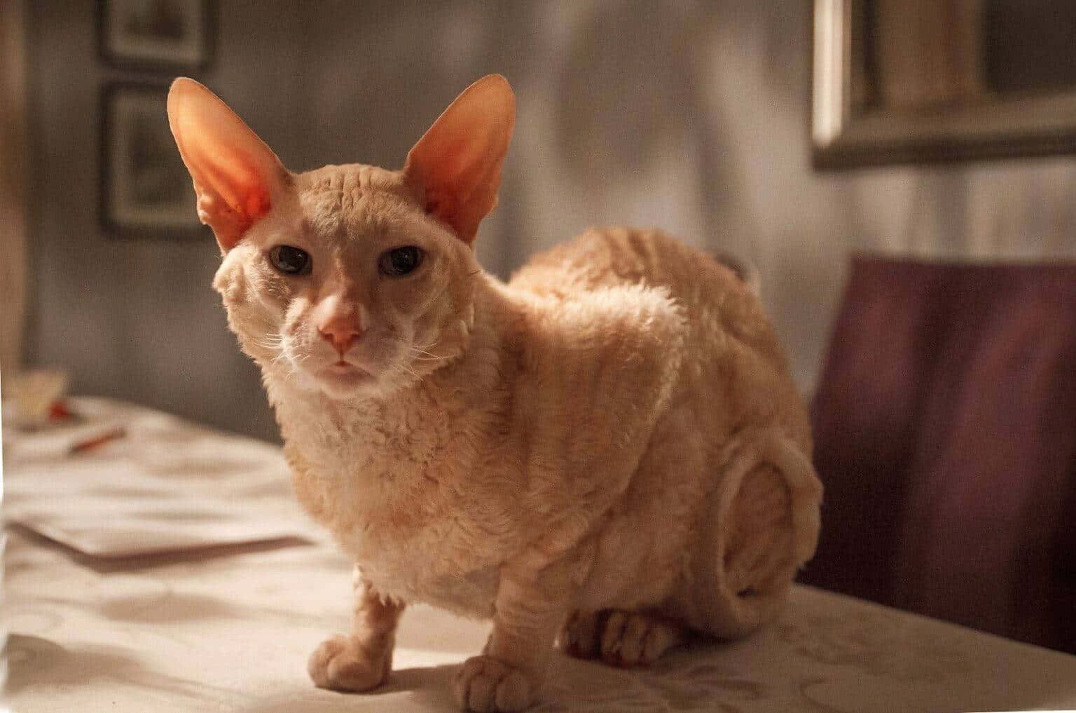 Cornish Rex, light orange, large ears, HD Desktop Wallpaper