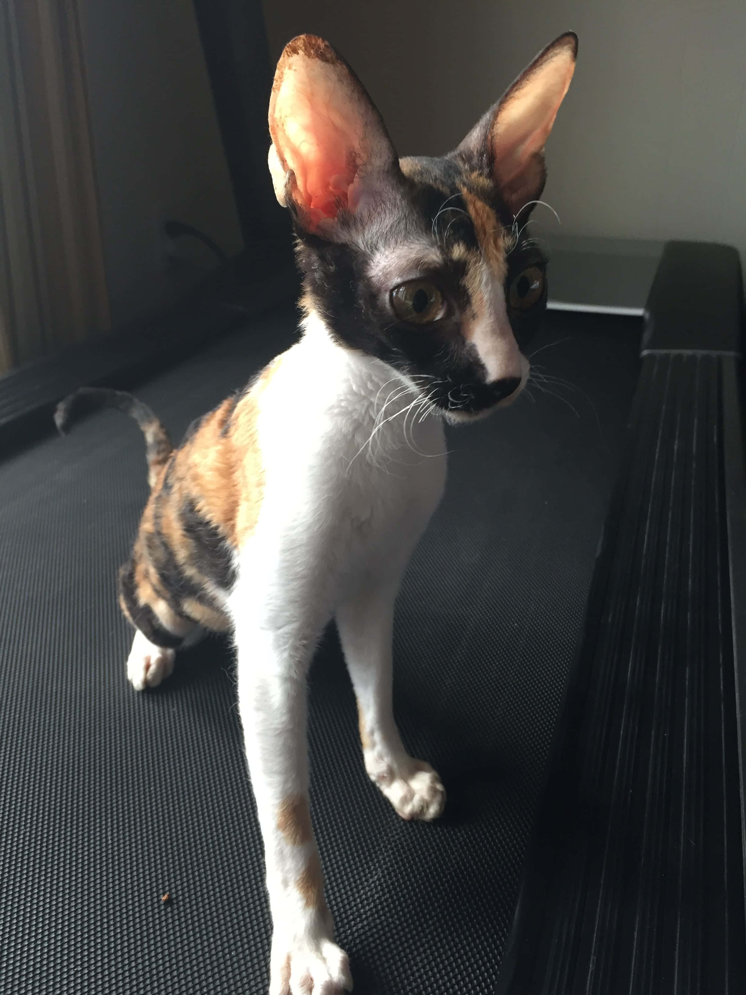 Cornish Rex, black white and orange patches, black textured surface, 2K Phone Wallpaper