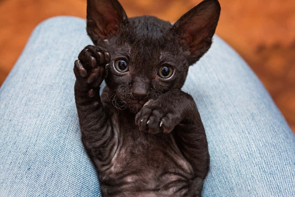 Cornish Rex, black kitten, denim, SD Desktop Wallpaper