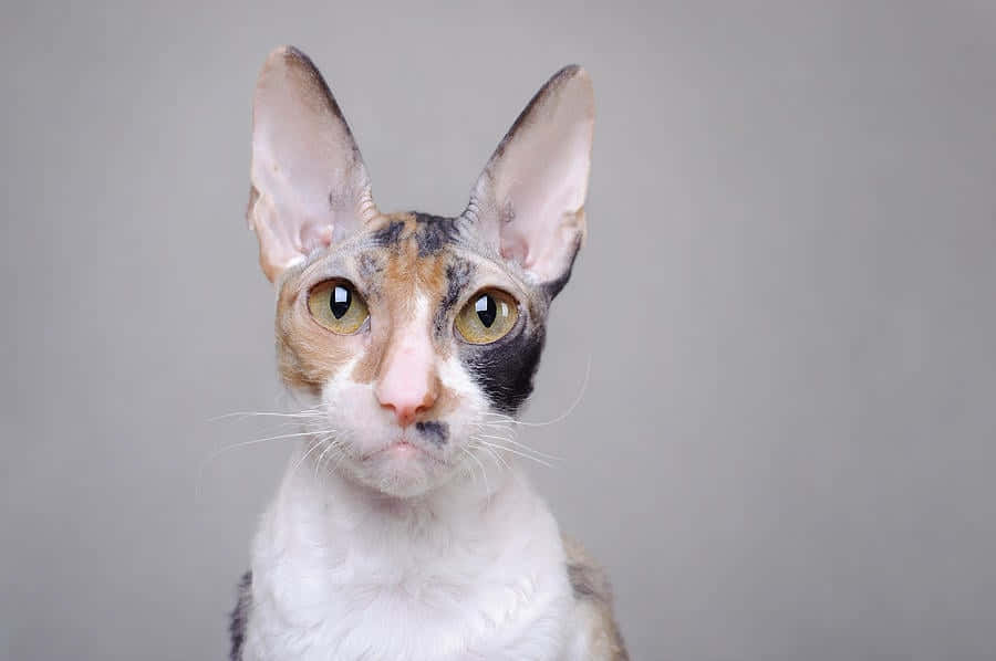 Cornish Rex, hairless cat, large ears, SD Desktop Wallpaper