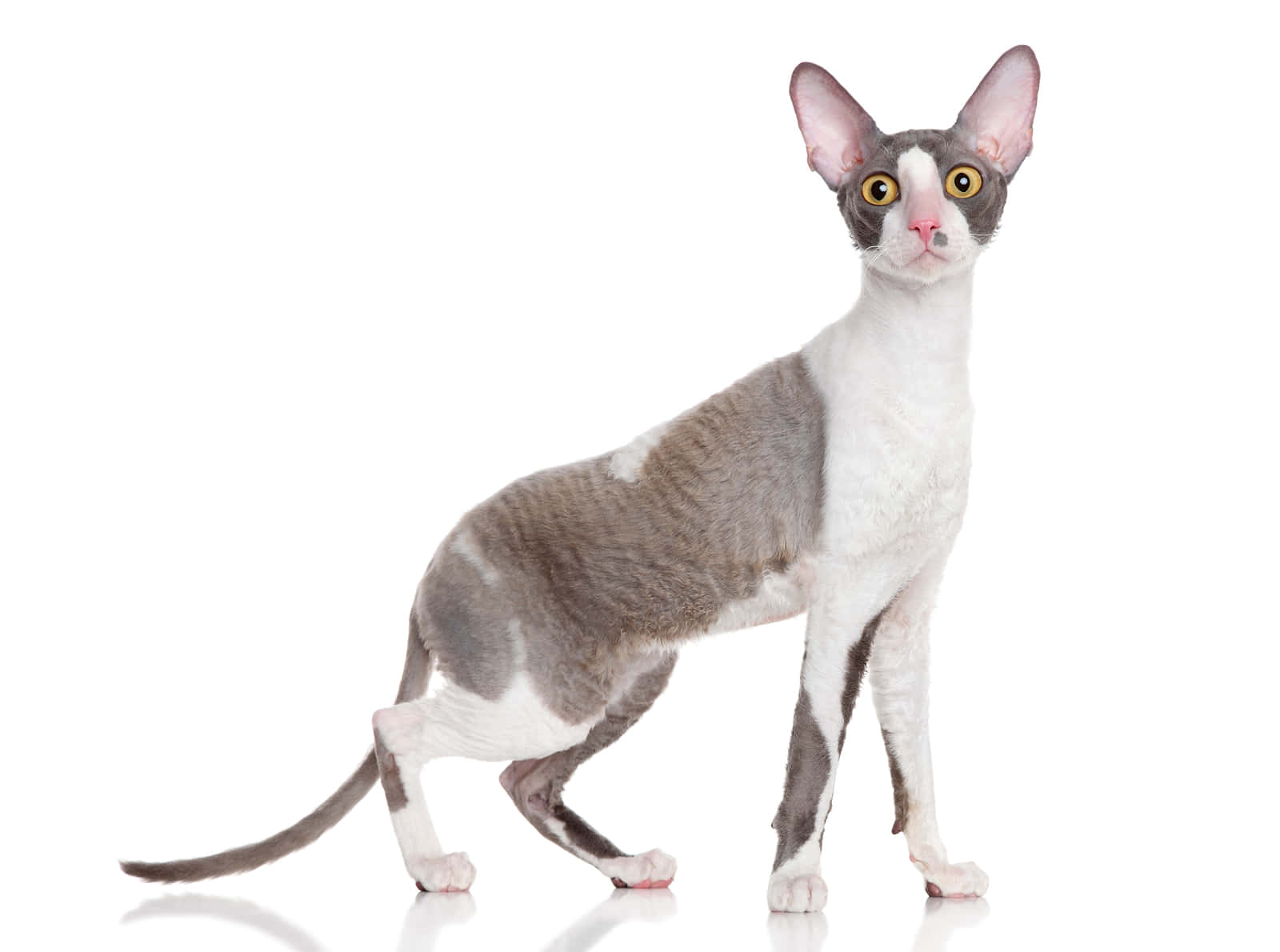 Cornish Rex, gray and white, large ears, HD Desktop Wallpaper