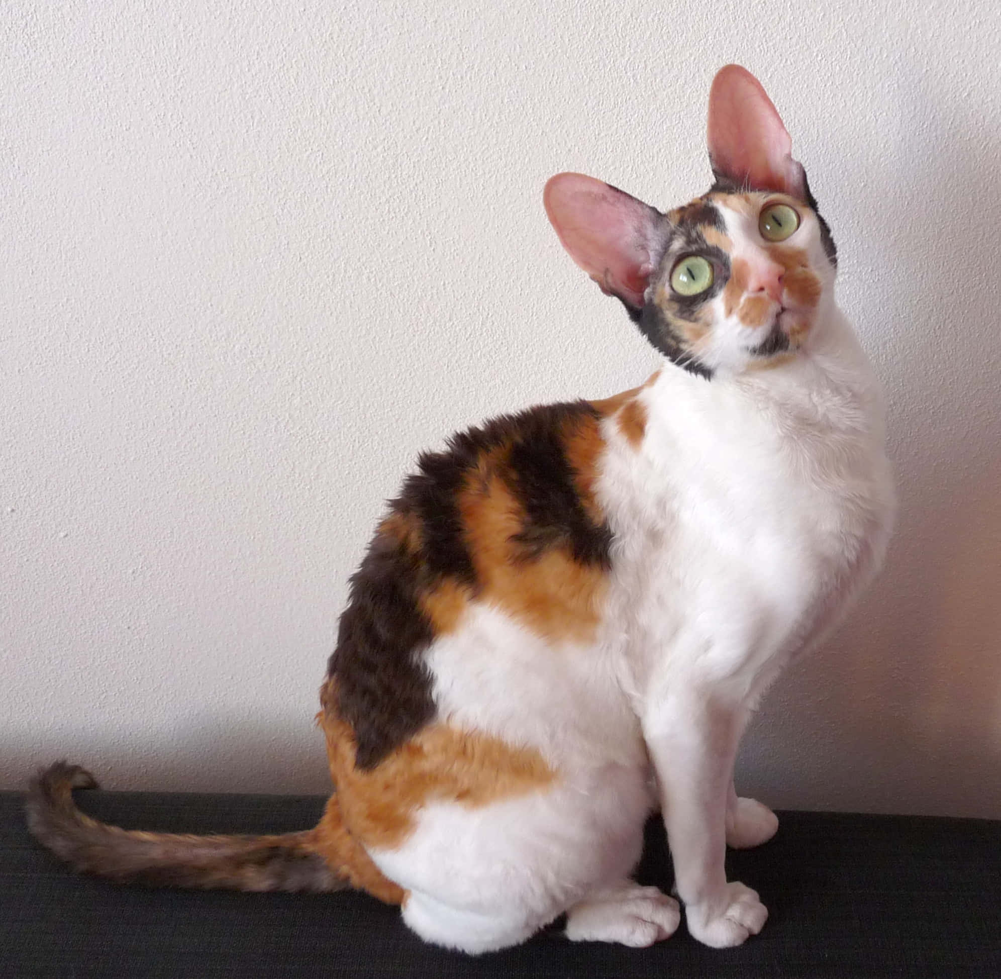 Cornish Rex, calico cat, large green eyes, Full HD Desktop Wallpaper