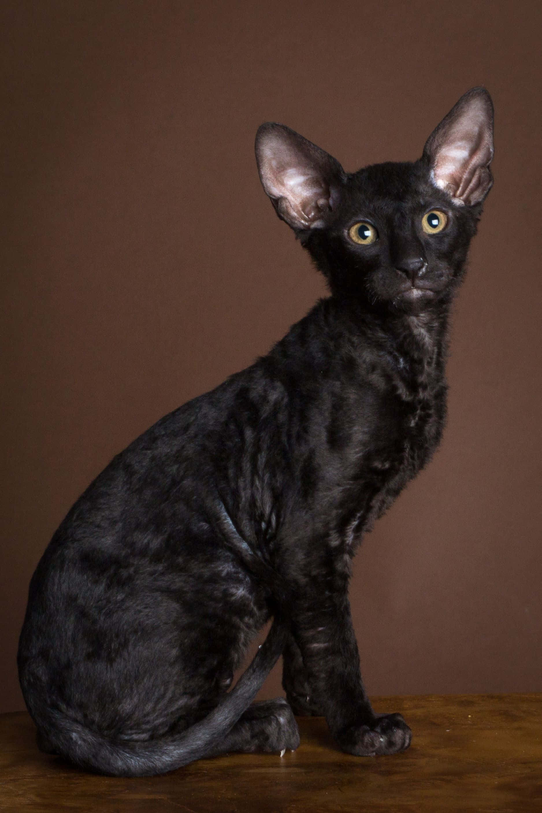 Cornish Rex, black, large ears, 2K Phone Wallpaper