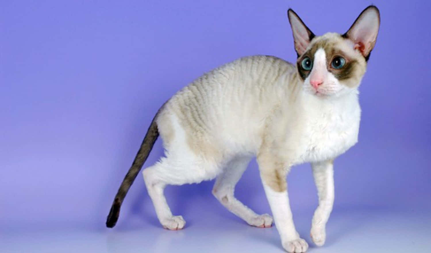Cornish Rex, cream coat, blue eyes, HD Desktop Wallpaper