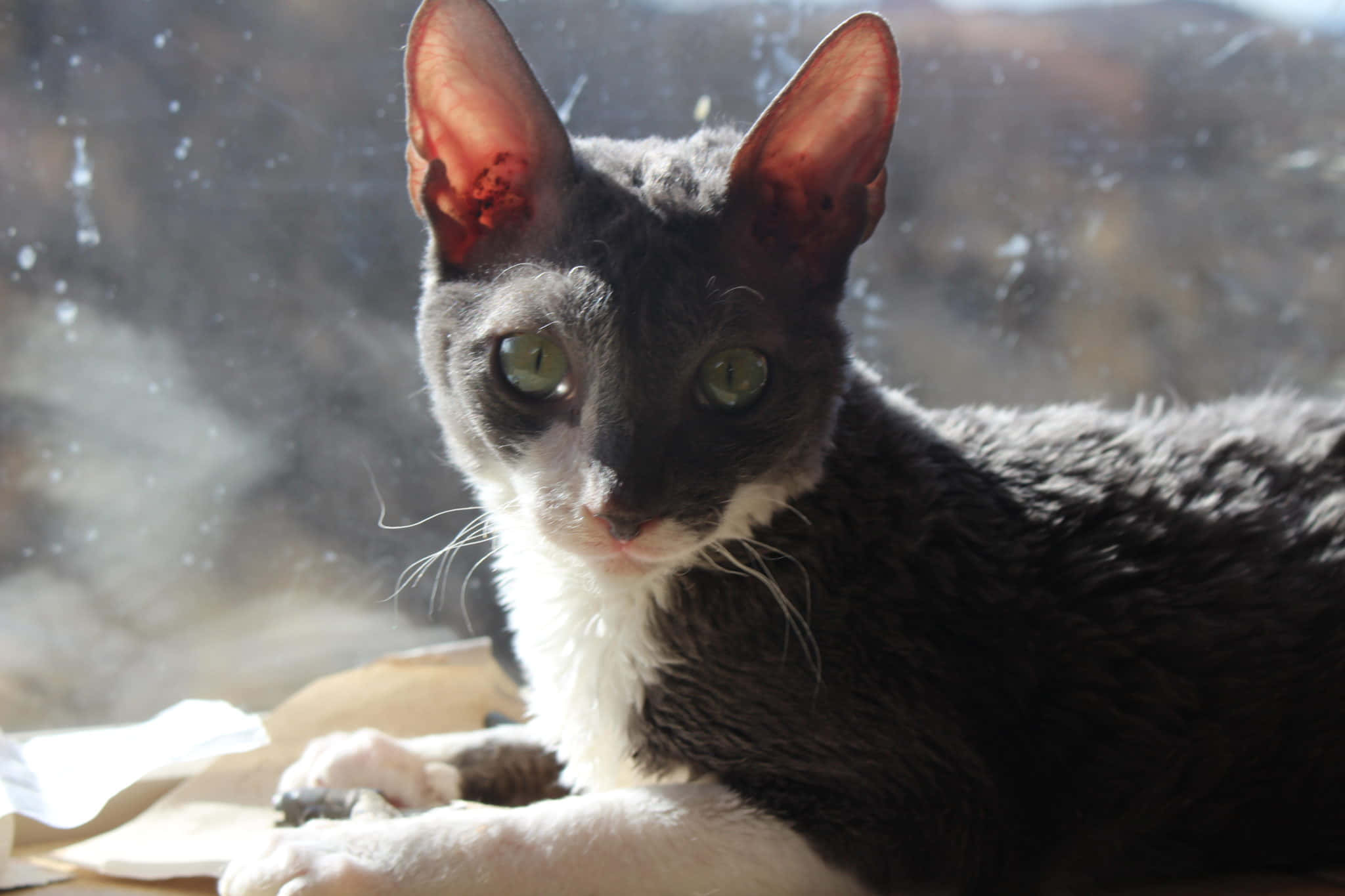 Cornish Rex, grey and white, striking green eyes, Full HD Desktop Wallpaper