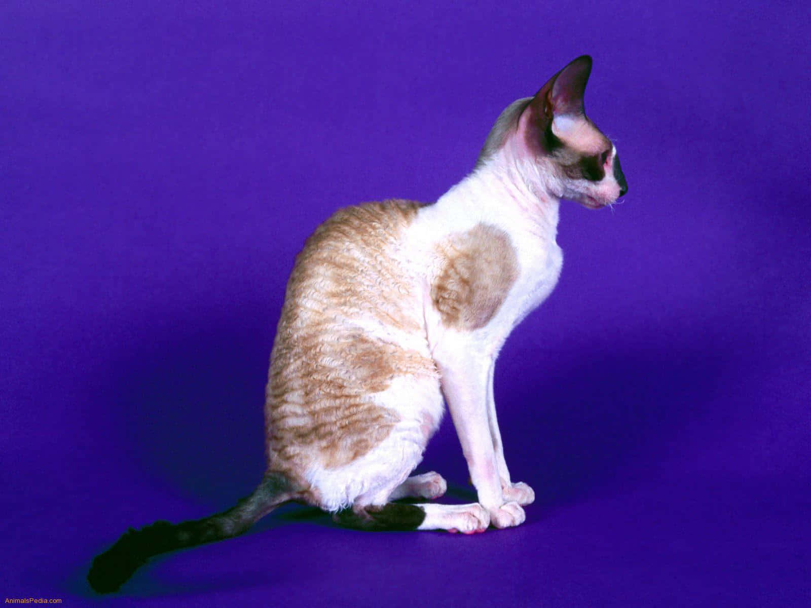 Cornish Rex, tan and white patches, vibrant purple studio backdrop, HD Desktop Wallpaper