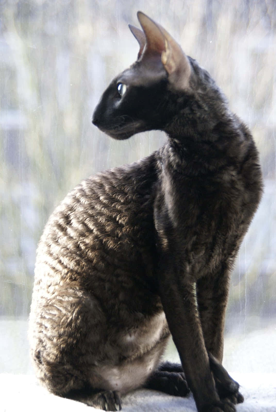 Cornish Rex, dark fur, rainy window, HD Phone Wallpaper