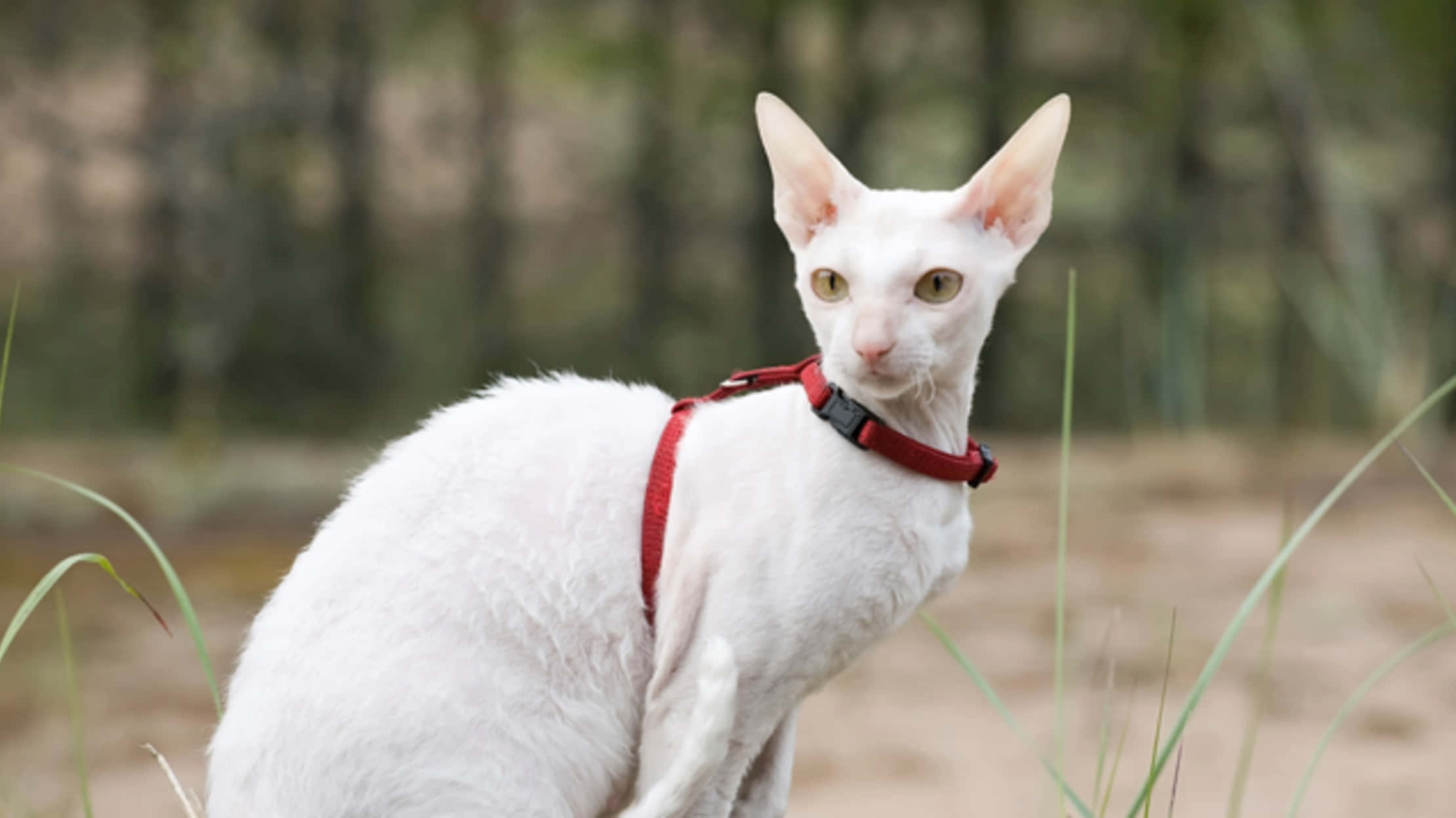 Cornish Rex, white hairless cat, large ears, Full HD Desktop Wallpaper
