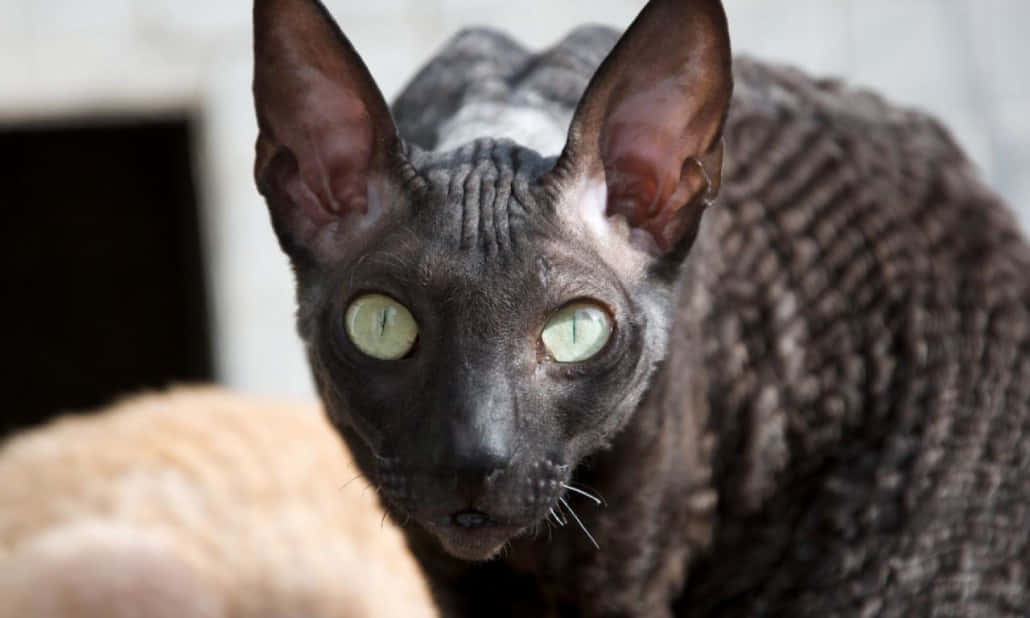 Cornish Rex, dark grey, hairless cat, SD Desktop Wallpaper