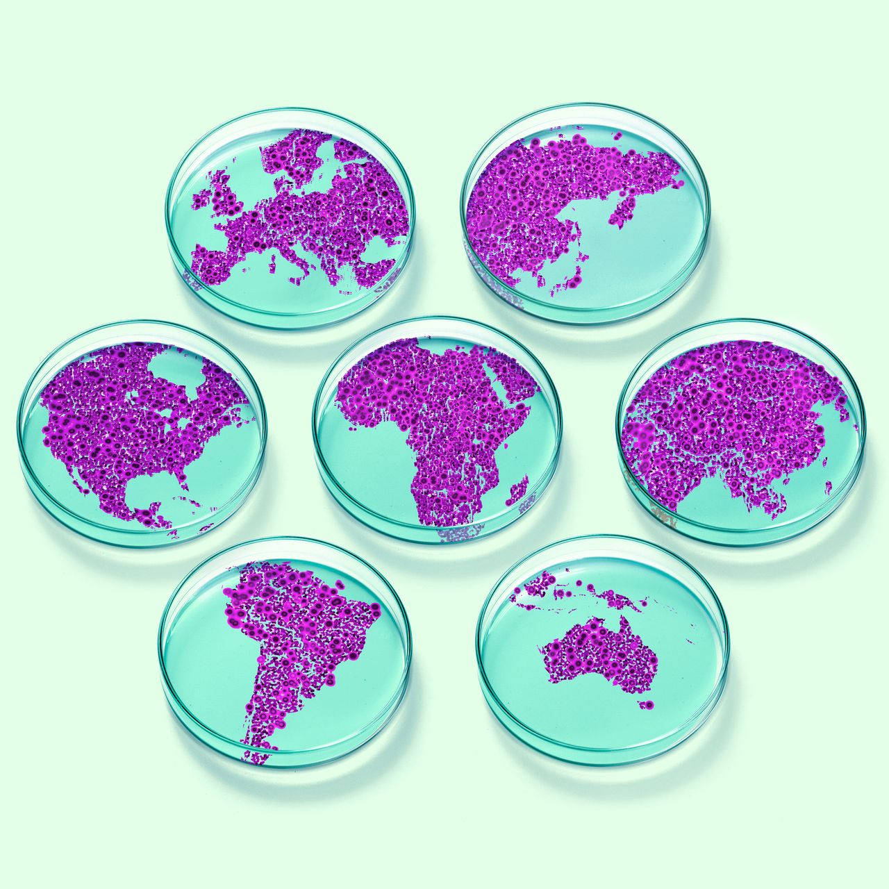 purple coronavirus samples, petri dishes, purple microbial colonies, HD Desktop Wallpaper