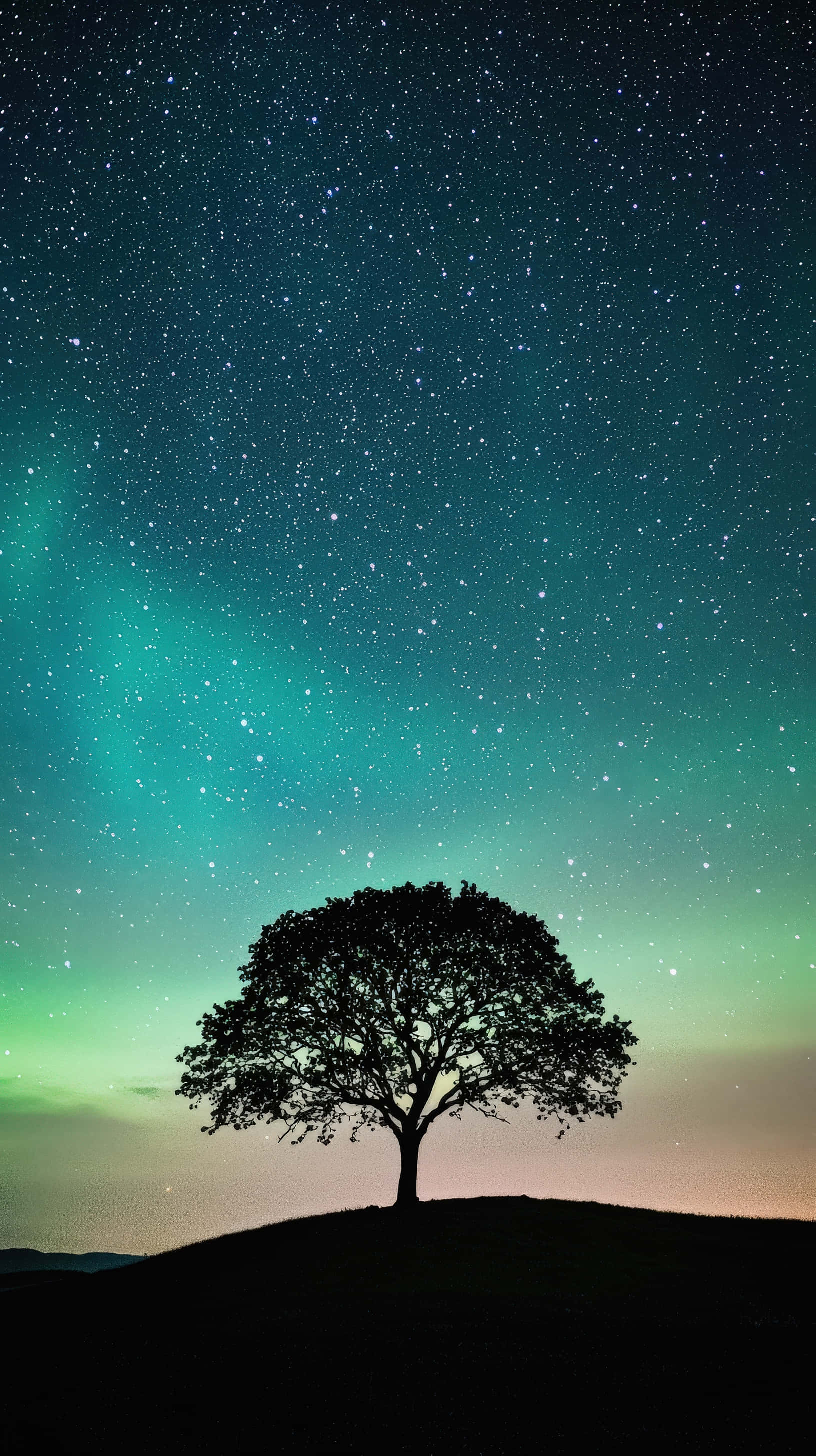 lone tree silhouette, star-filled night sky, aurora borealis, 2K Phone Wallpaper
