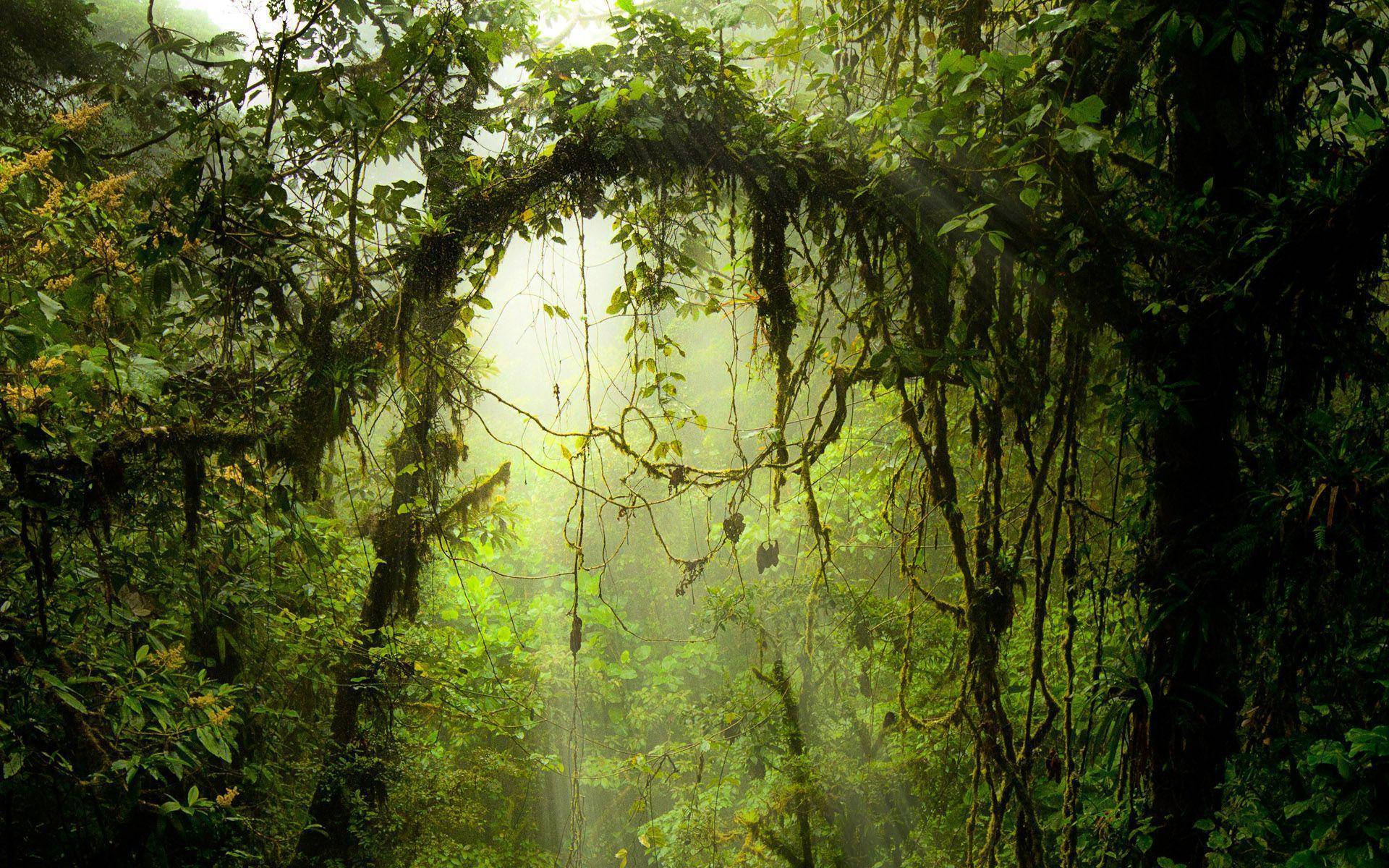 Costa Rica, misty forest, mossy jungle canopy, Full HD Desktop Wallpaper