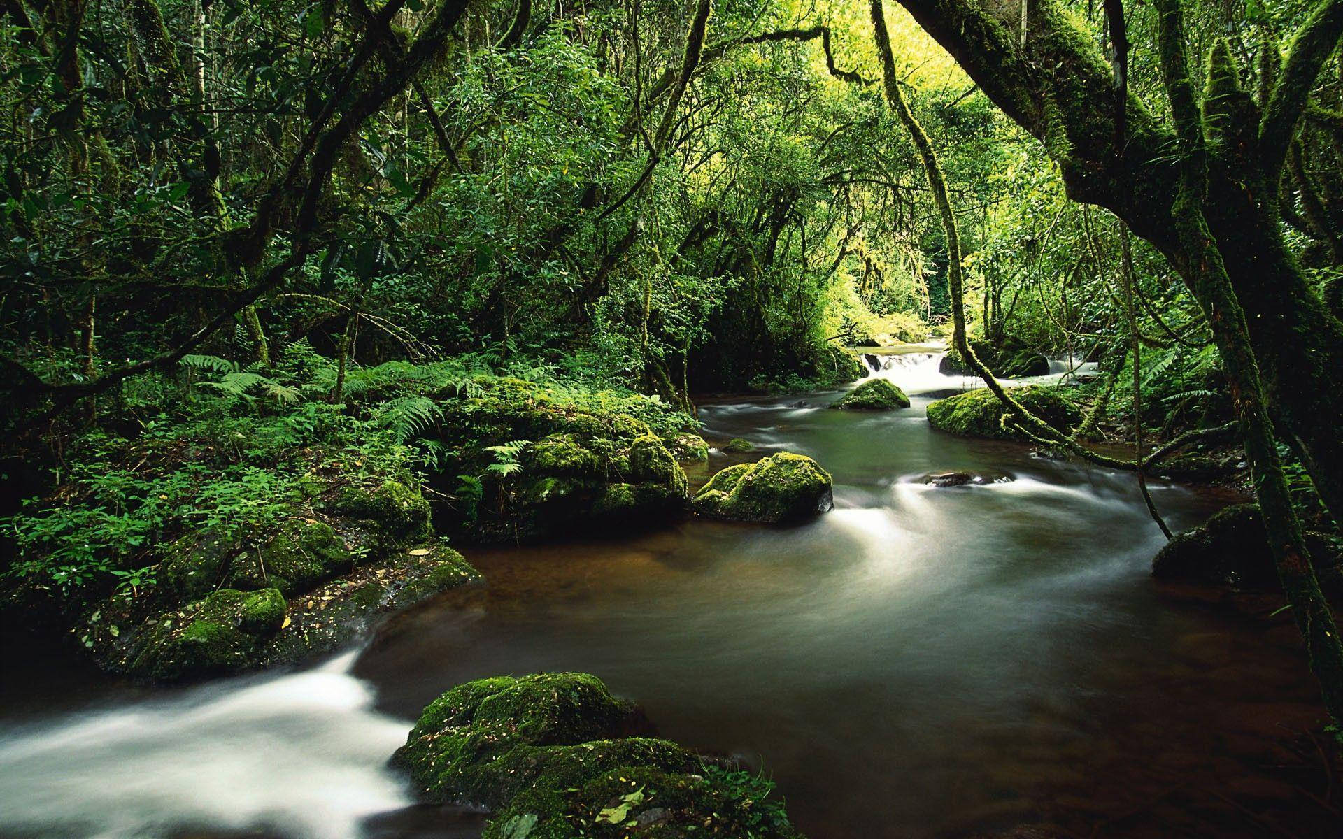 Costa Rica, magical forest, forest stream, Full HD Desktop Wallpaper