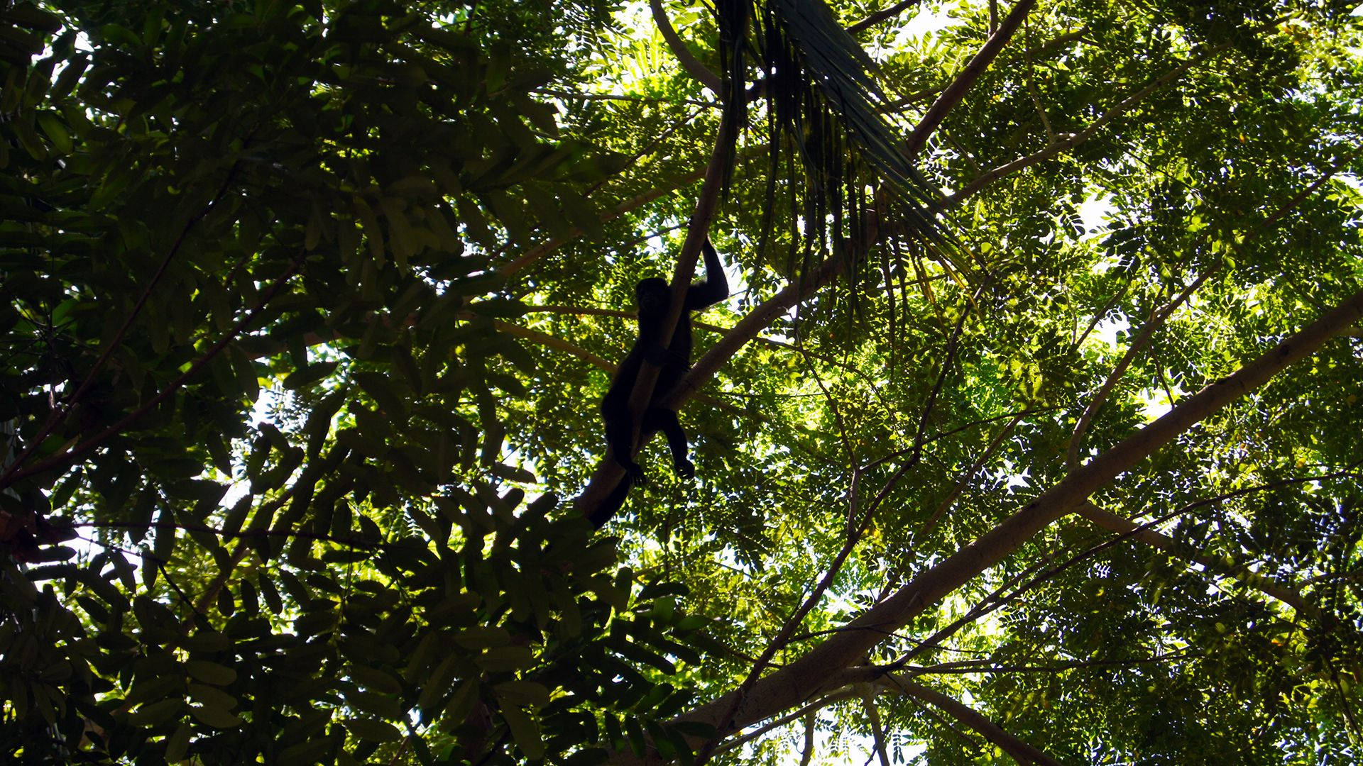 spider monkey, Costa Rica, tree branch, Full HD Desktop Wallpaper