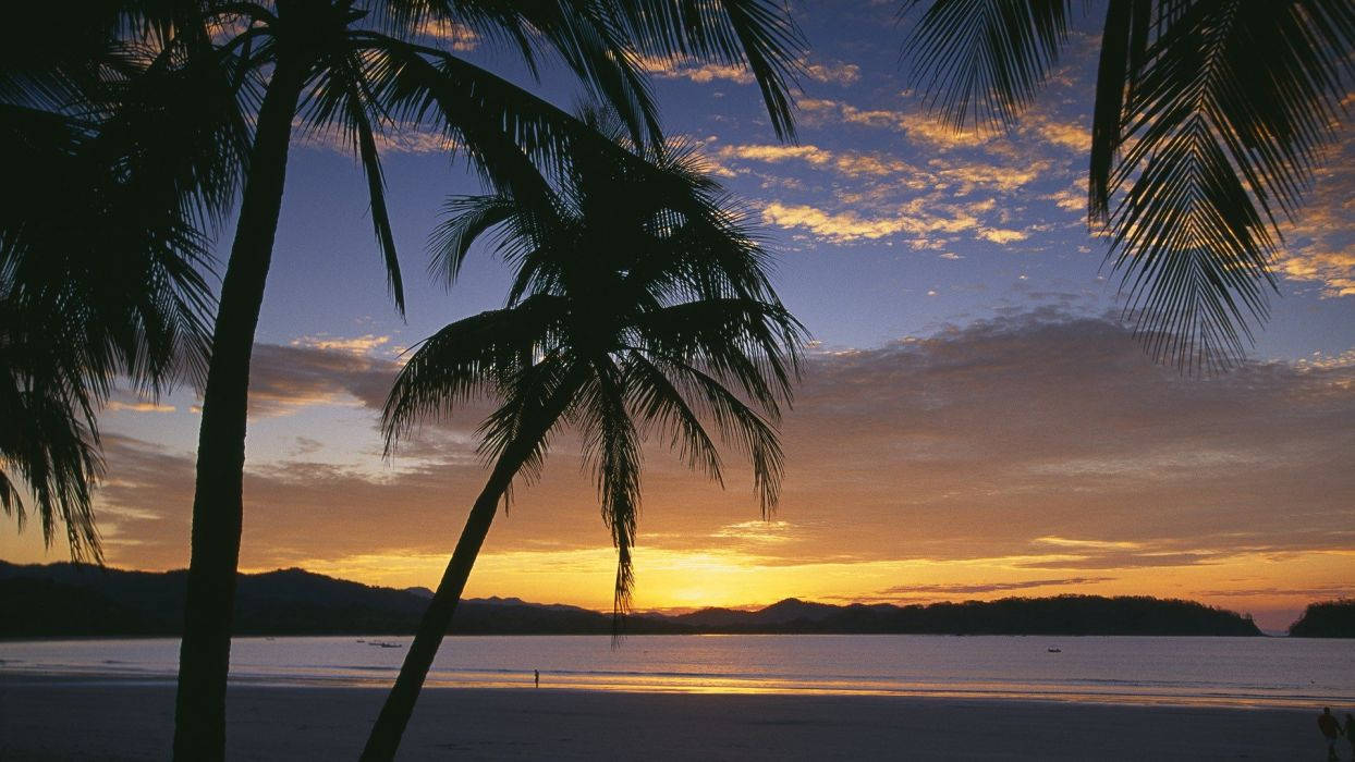 sunrise, Costa Rica beach, palm trees, SD Desktop Wallpaper