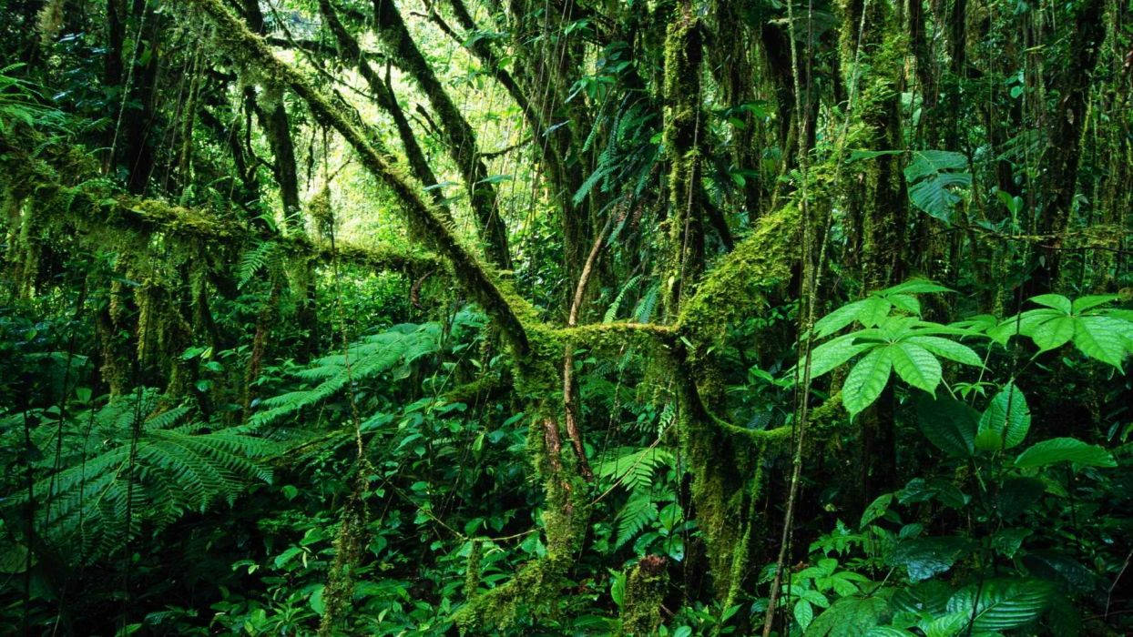 Costa Rica, tropical rainforest, moss-covered trees, SD Desktop Wallpaper