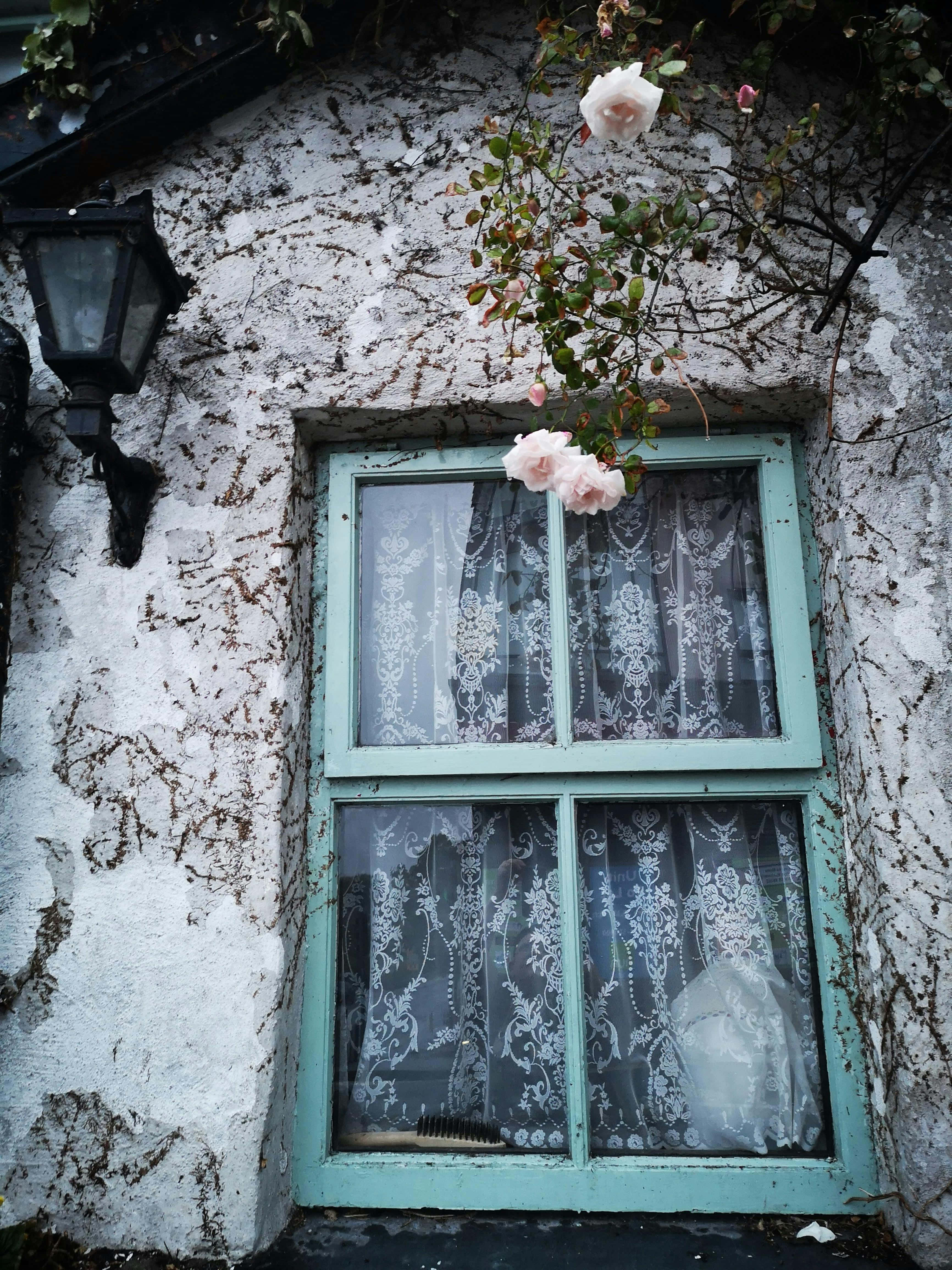 cottage window, climbing roses, mint green window, 4K Phone Wallpaper