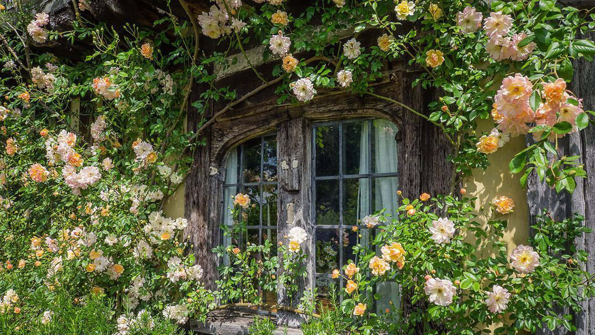 cottage rose garden window, rustic wooden window, lush climbing roses, Full HD Desktop Wallpaper