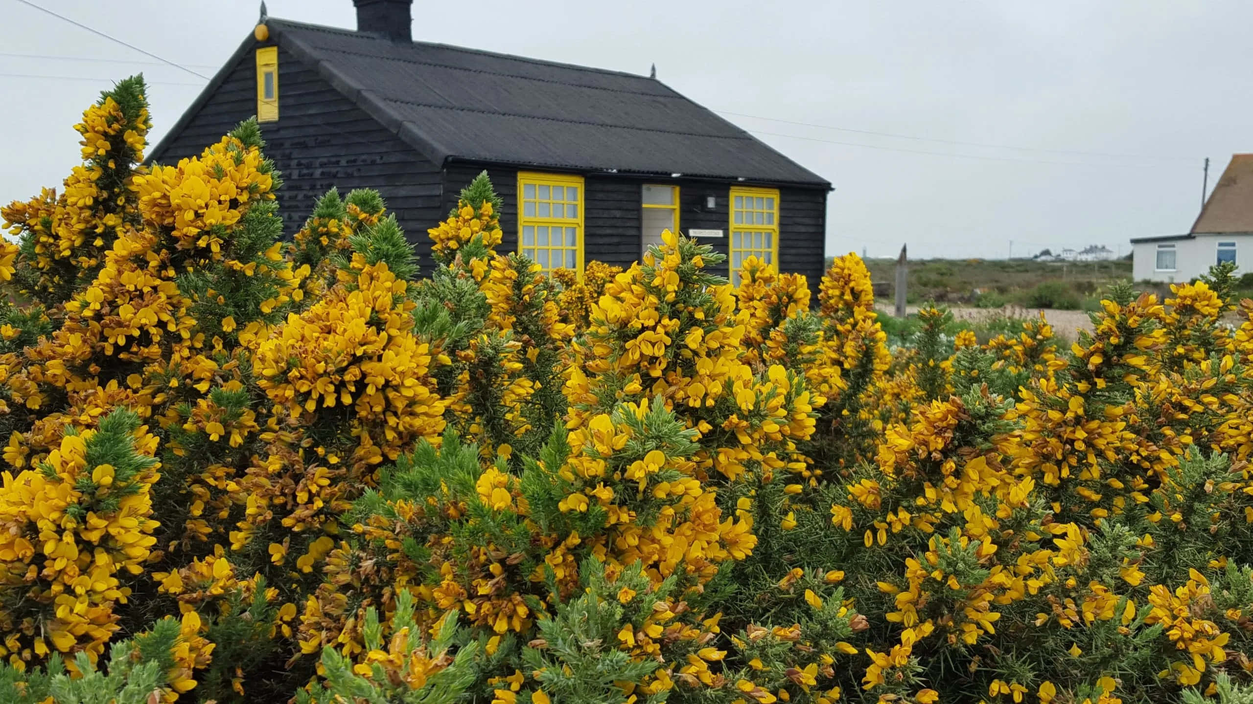 cottage garden, yellow gorse bushes, dark wooden cottage, 2K Desktop Wallpaper