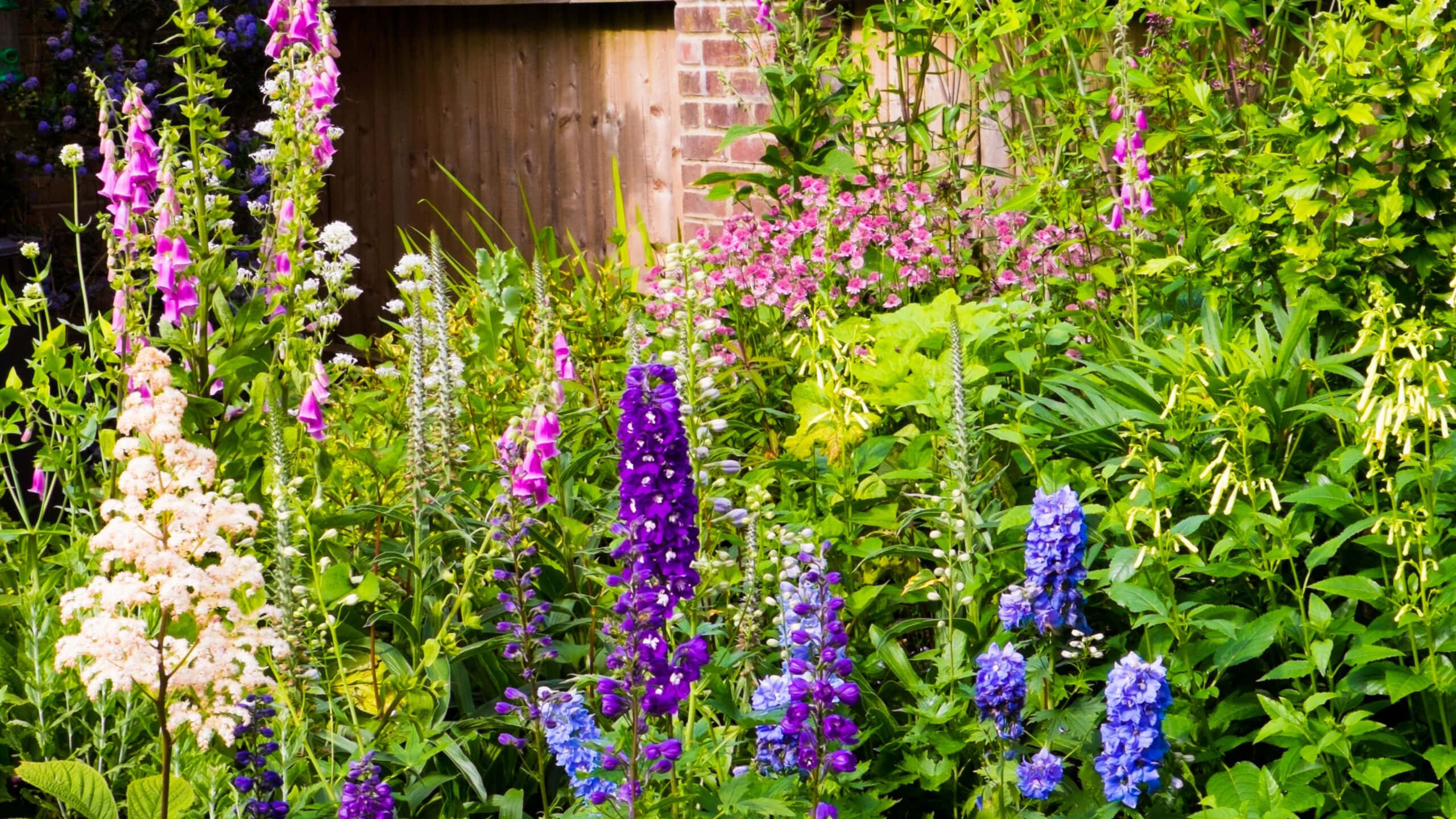 Cottage Garden, purple blue, pink foxgloves, 2K Desktop Wallpaper